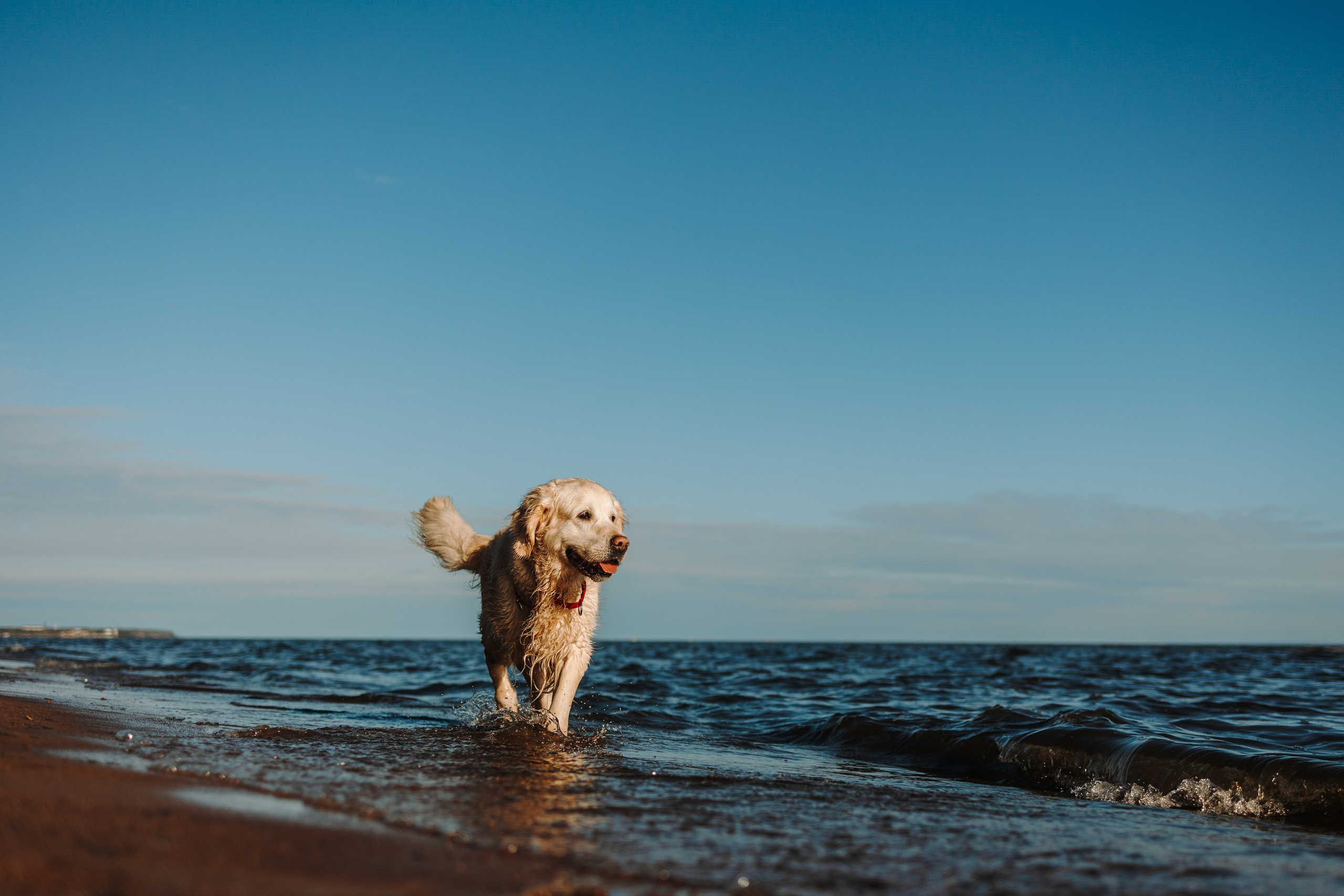Катя и ее девочки. Фотограф — Анималист | Санкт-Петербург