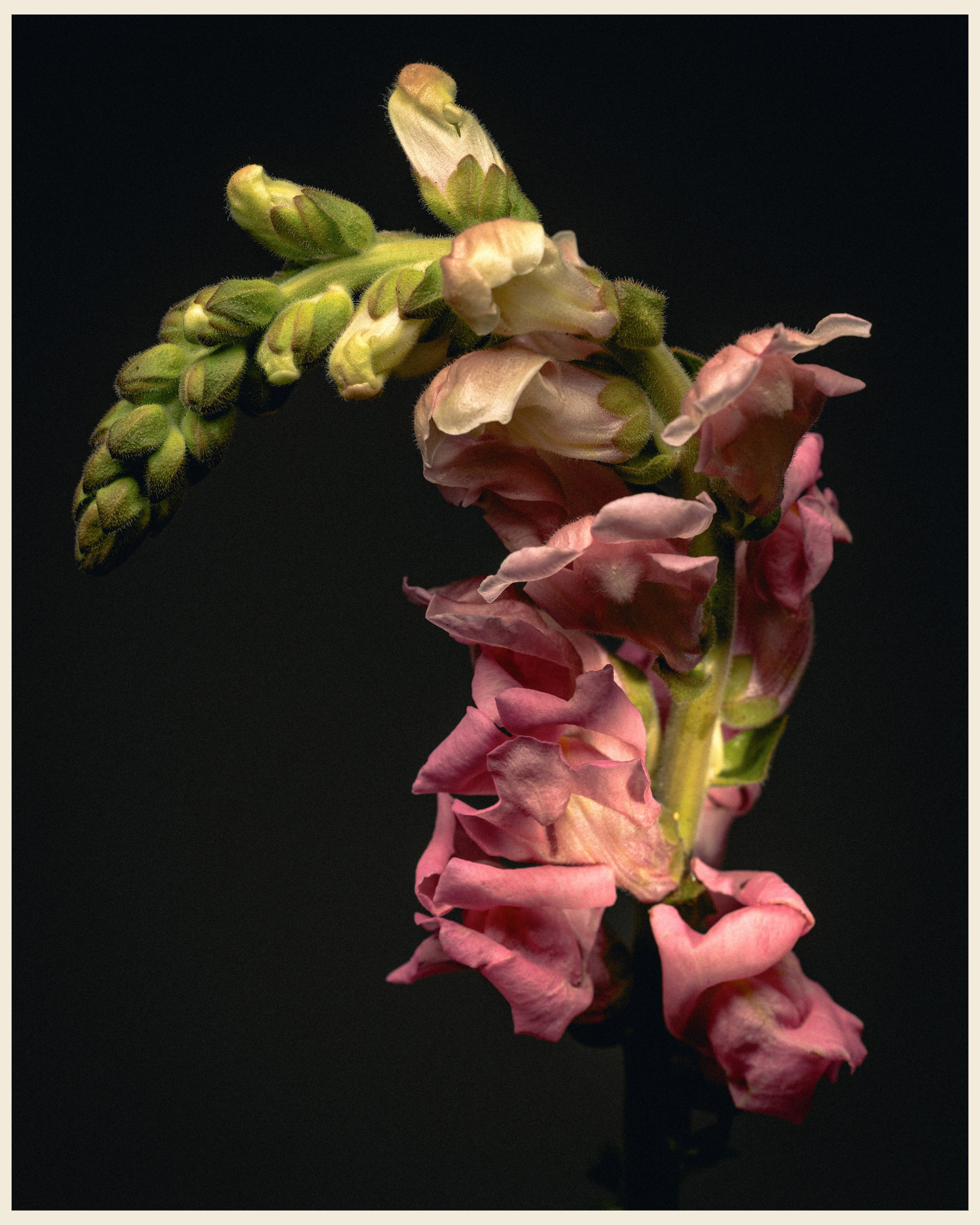 KULKI x VANO. Ivan Petrov photographer