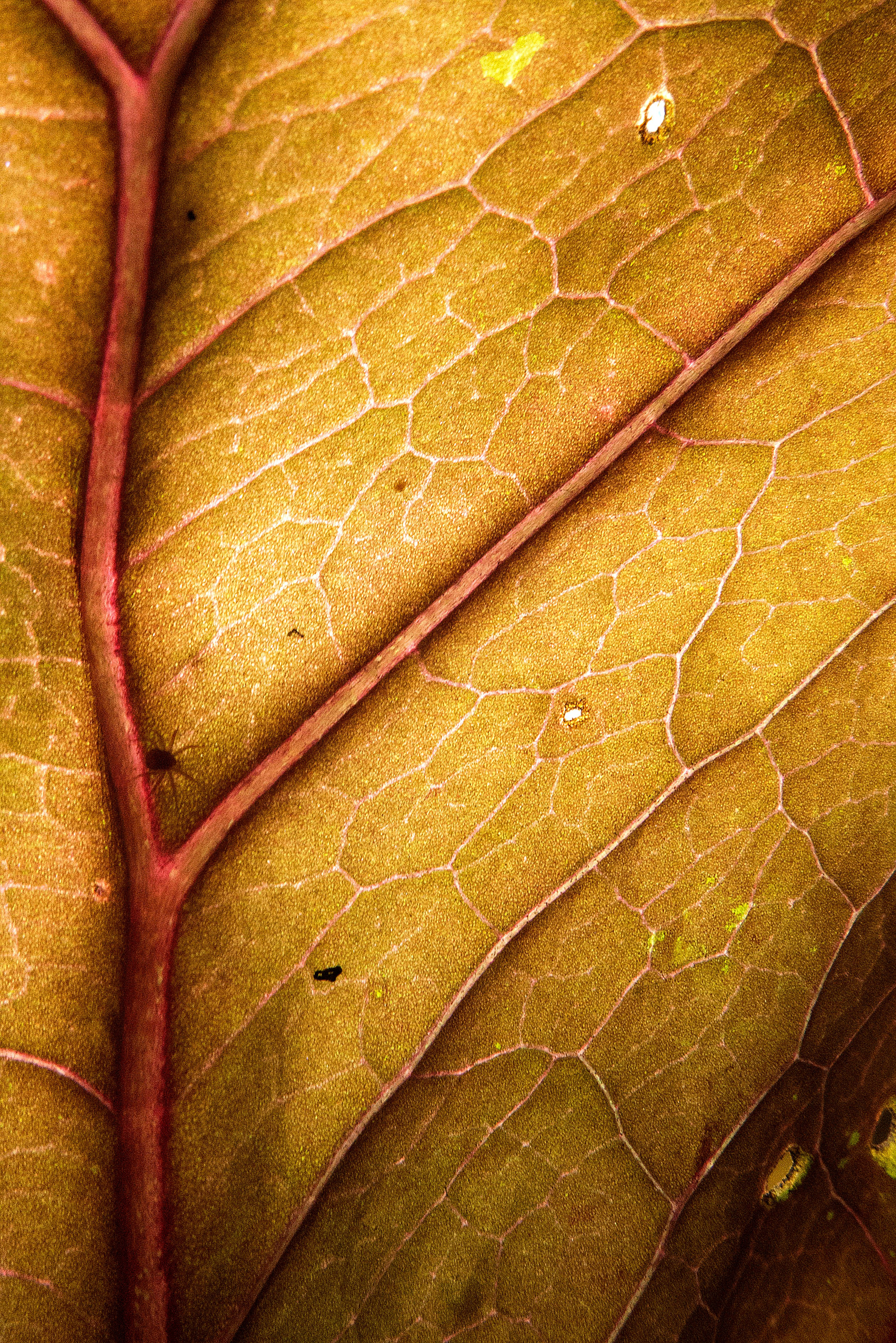 Макро. Фотограф Лагутин Анатолий