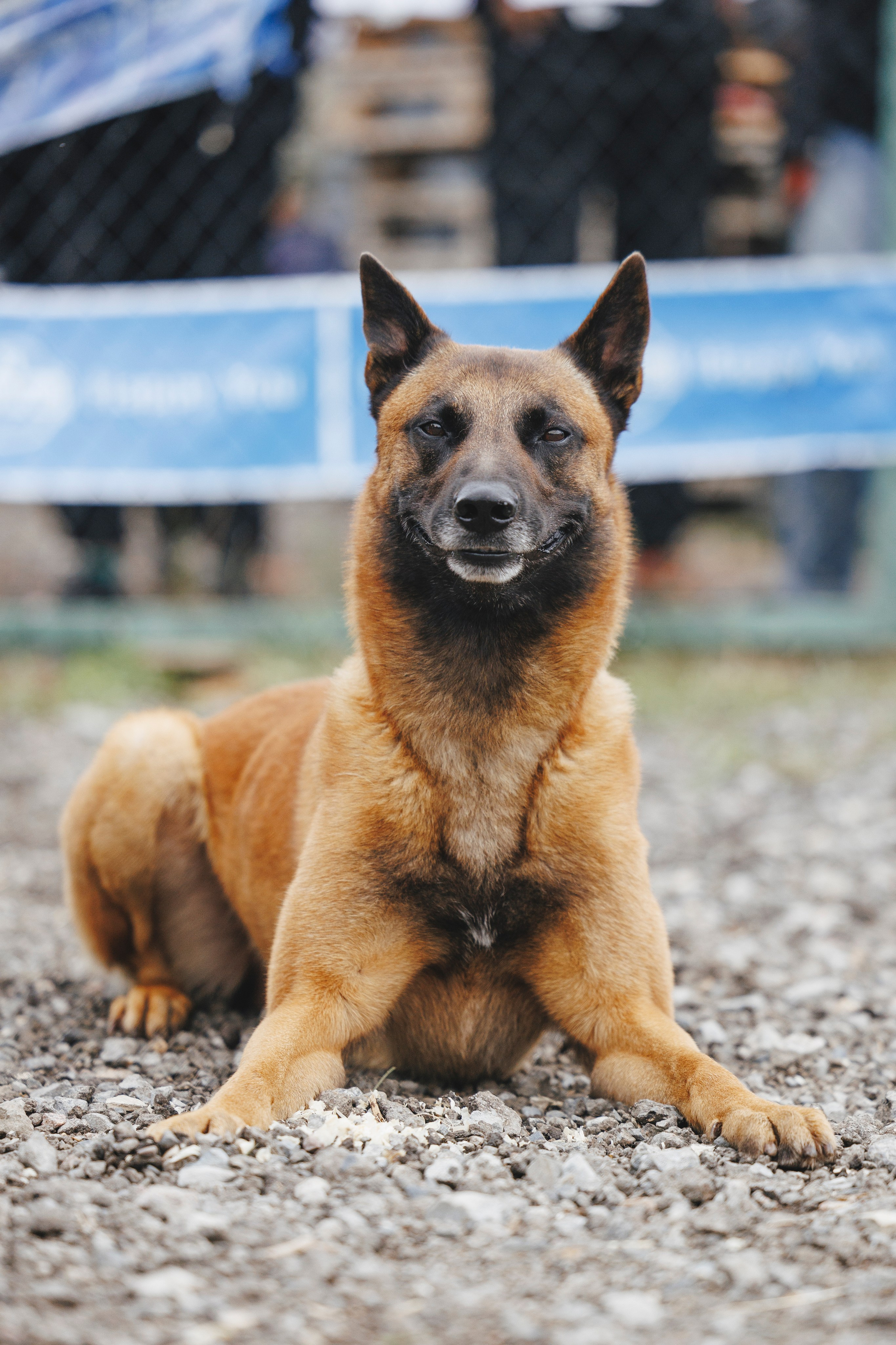 08.08.25-10.08.25 ЧР по мондьорингу г. Вологда. Фотограф-анималист Анна Маринич