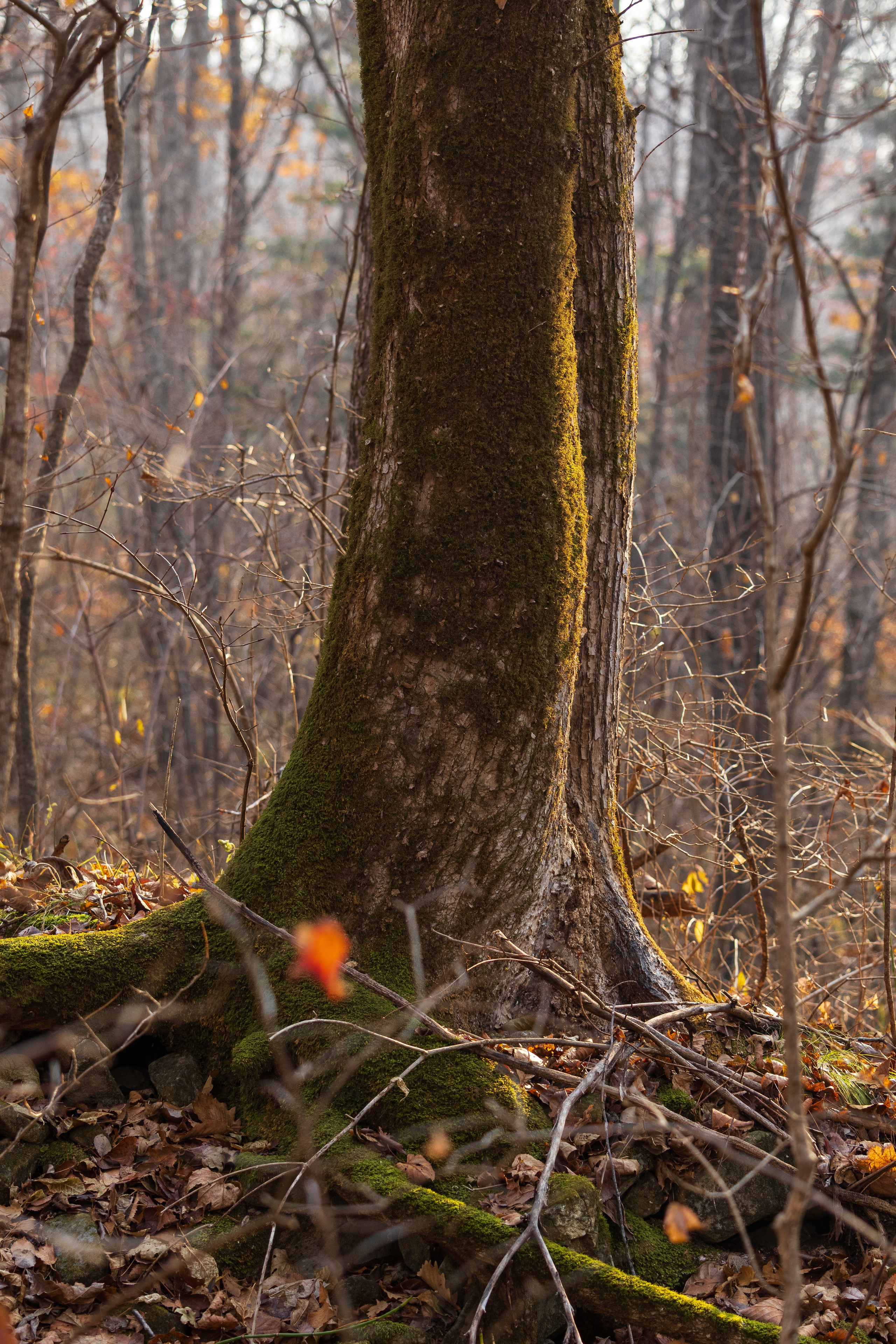 Маруськины слёзы. Константин Кириченко
