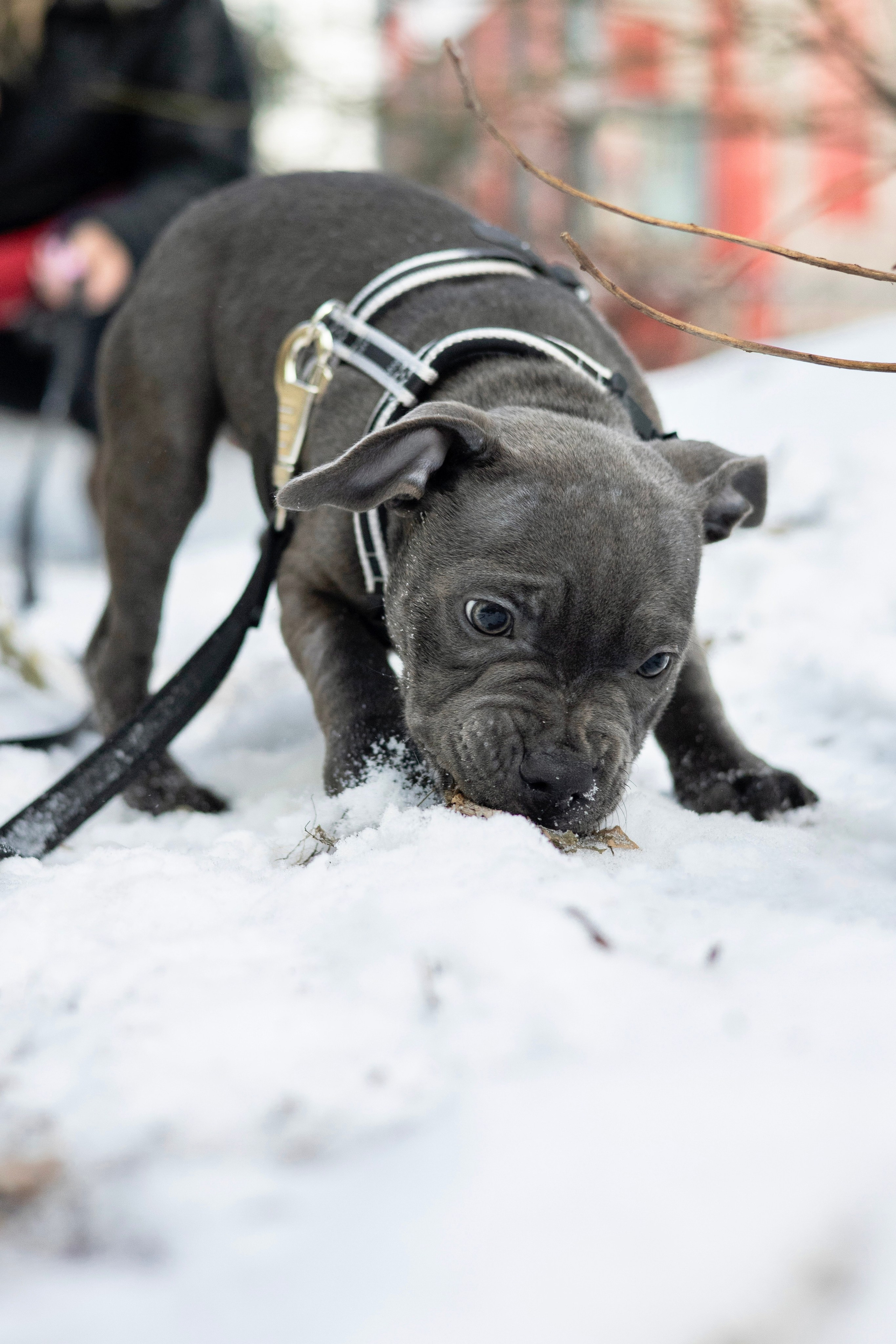 Дарси, Тимур и Юля. Фотограф-анималист Ксения Шевцова|Москва