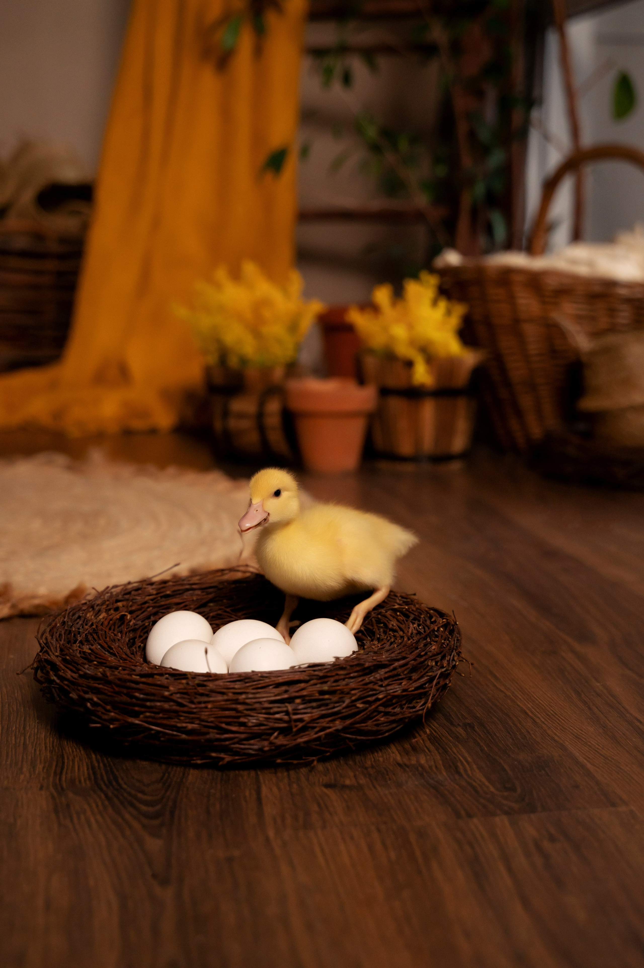 Купание утят. Елена Задорина