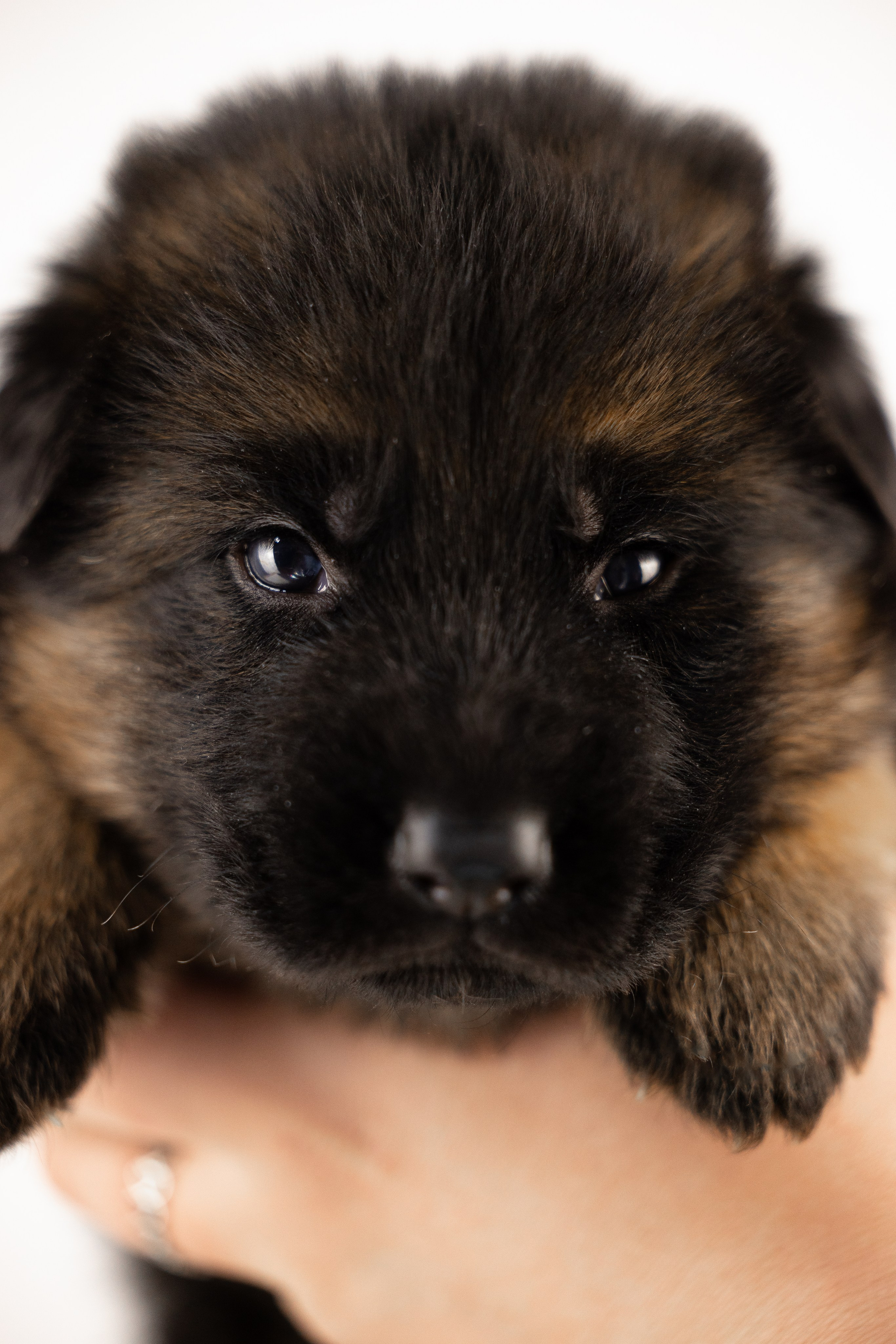 Немецкая овчарка. Фотограф и видеограф анималист Аганина Дарья