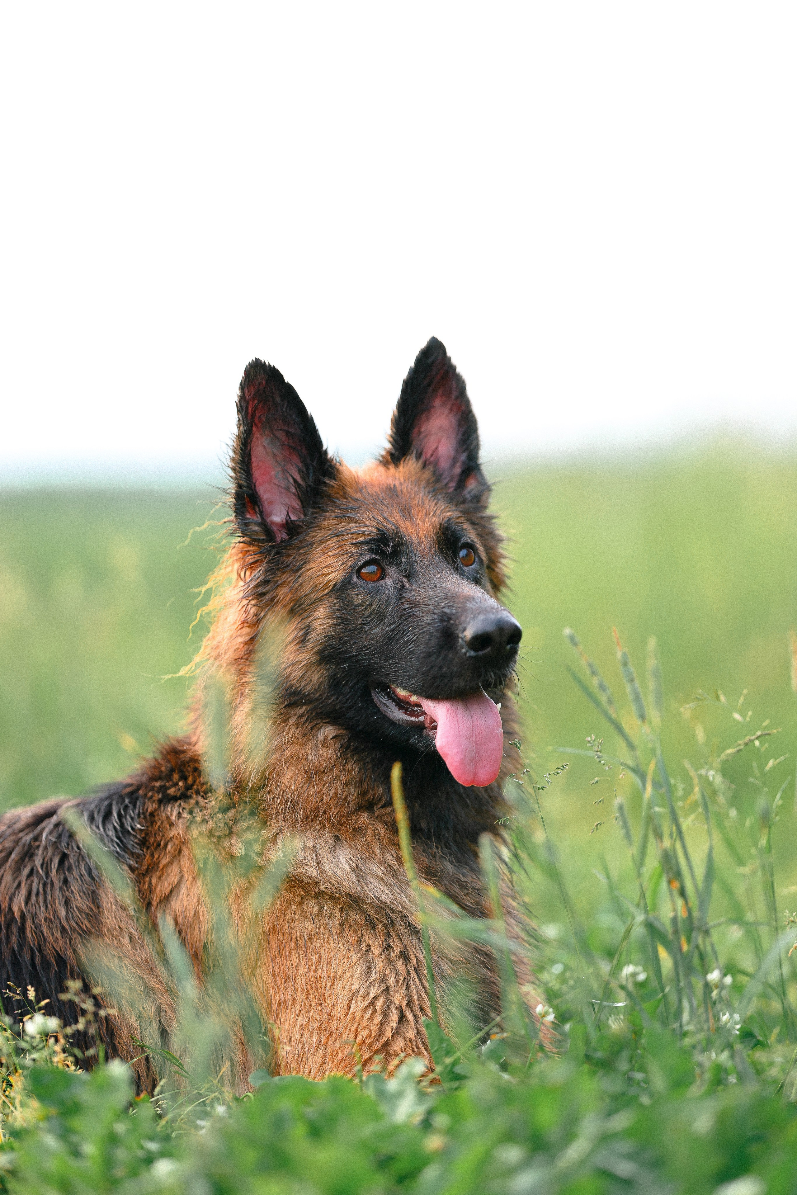 Алена, Фанни и Фрея. Фотограф и видеограф анималист Аганина Дарья