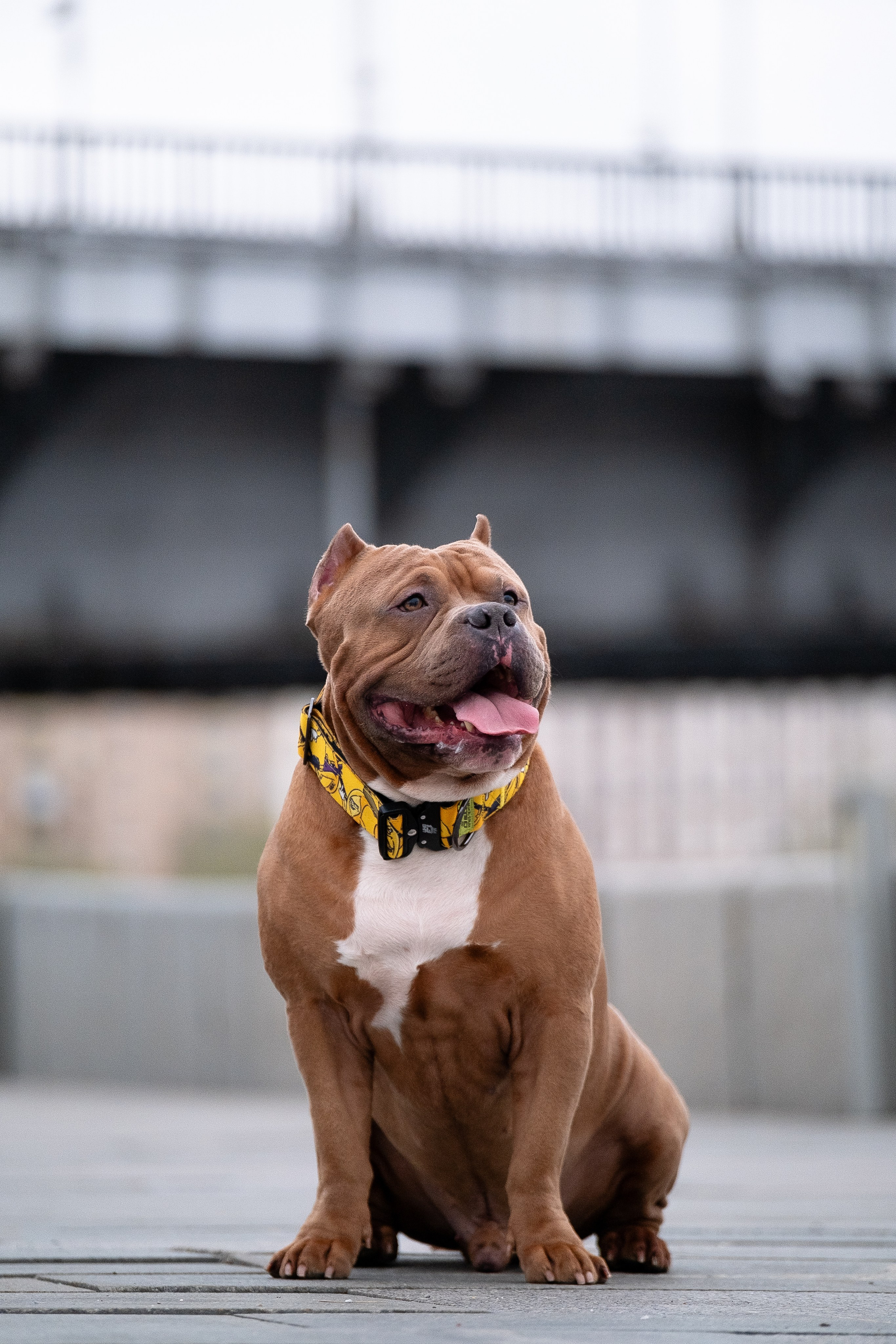 Спай и его семья. Фотограф и видеограф анималист Аганина Дарья