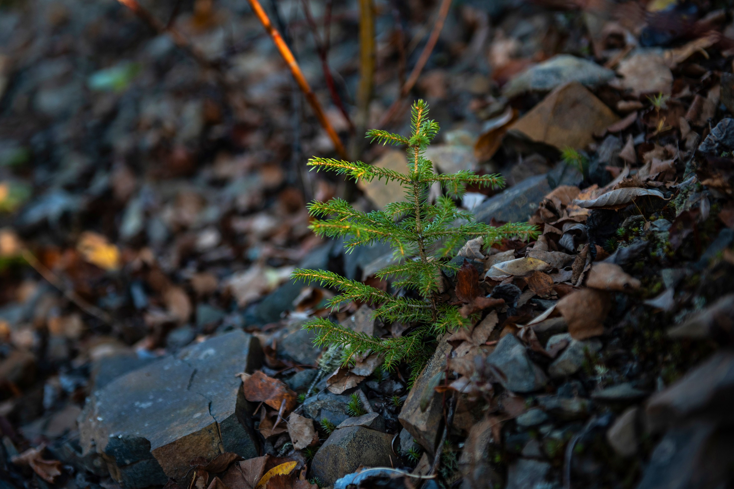 Природа. Команда фотографов Кристины Ивановой