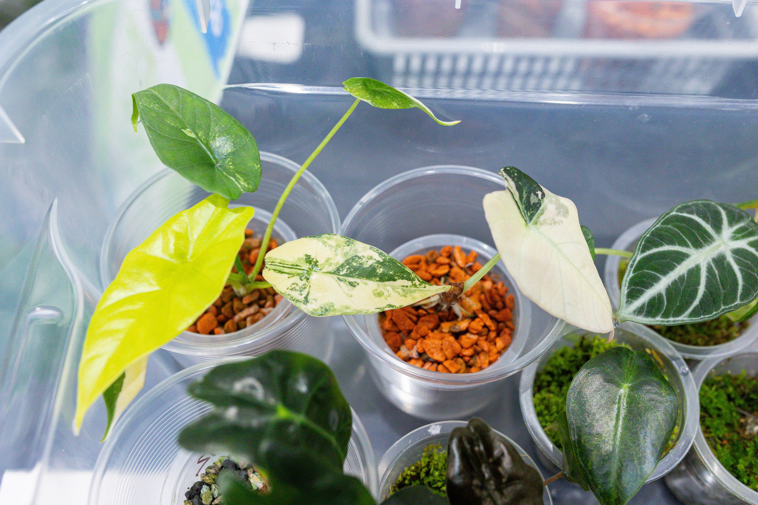 Монстериум 11–12 октября. Александра Куликова фотограф, Москва