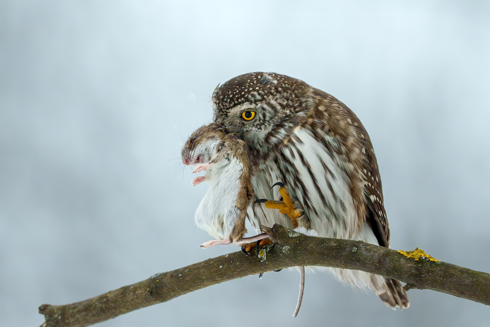 Удивительные мир птиц. Вокруг нас столько прекрасного — присмотритесь!. Ваш личный фотограф Марина Волкова