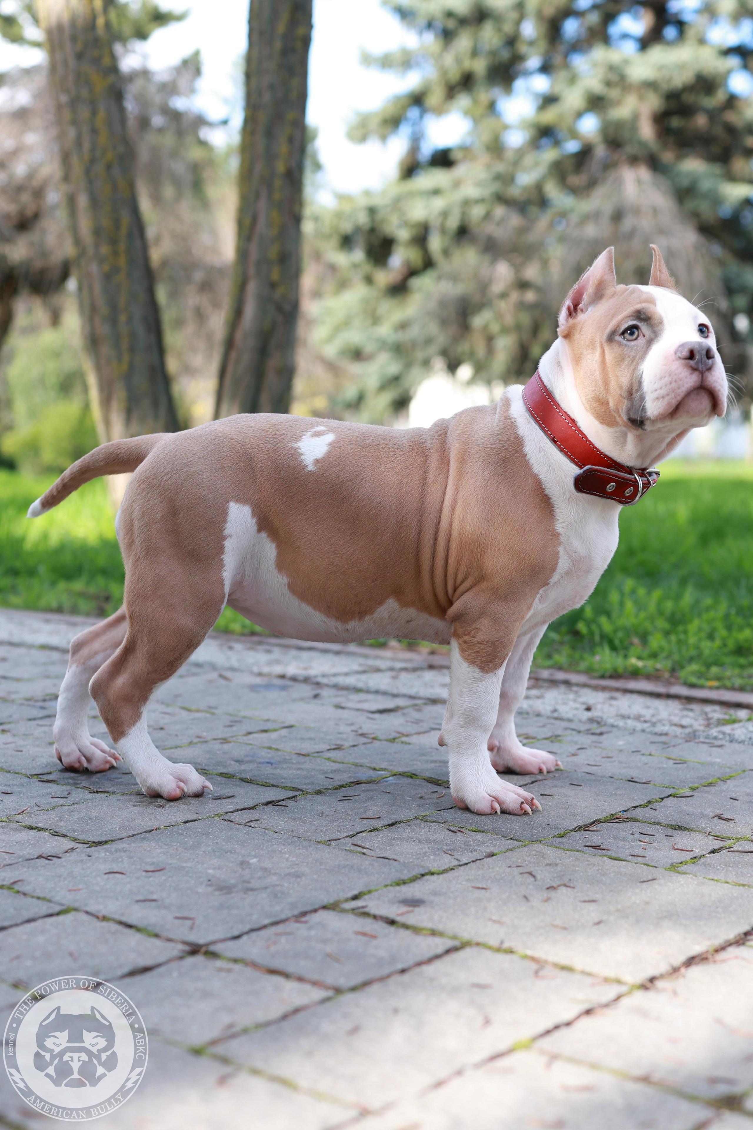 13.12.25-Мия-Турук. Американский Булли в г. Ростов-на-Дону. Питомник THE POWER OF SIBERIA