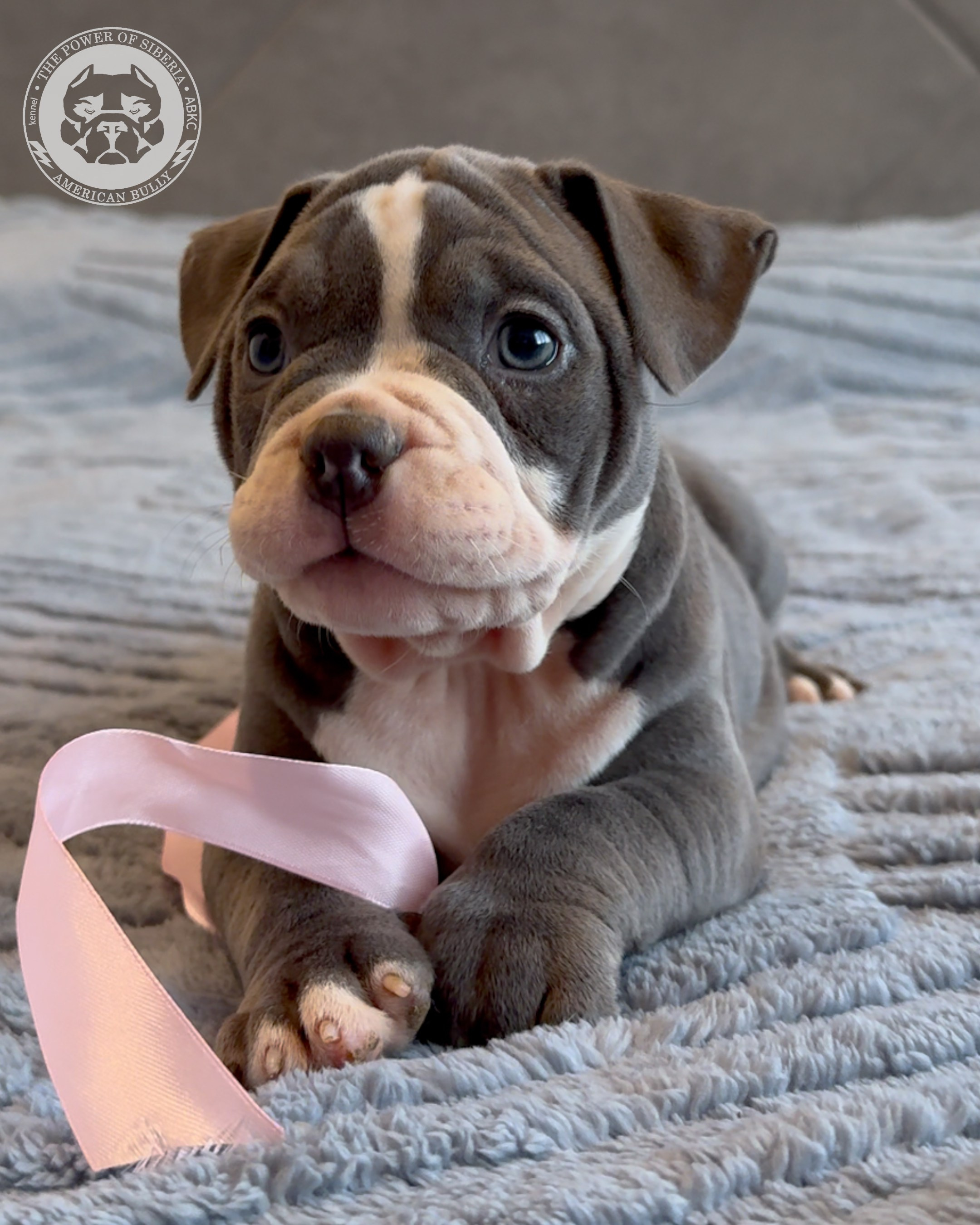 Свободные щенки Американский Булли, в типах покет, классик, стандарт. Американский Булли в г. Ростов-на-Дону. Питомник THE POWER OF SIBERIA