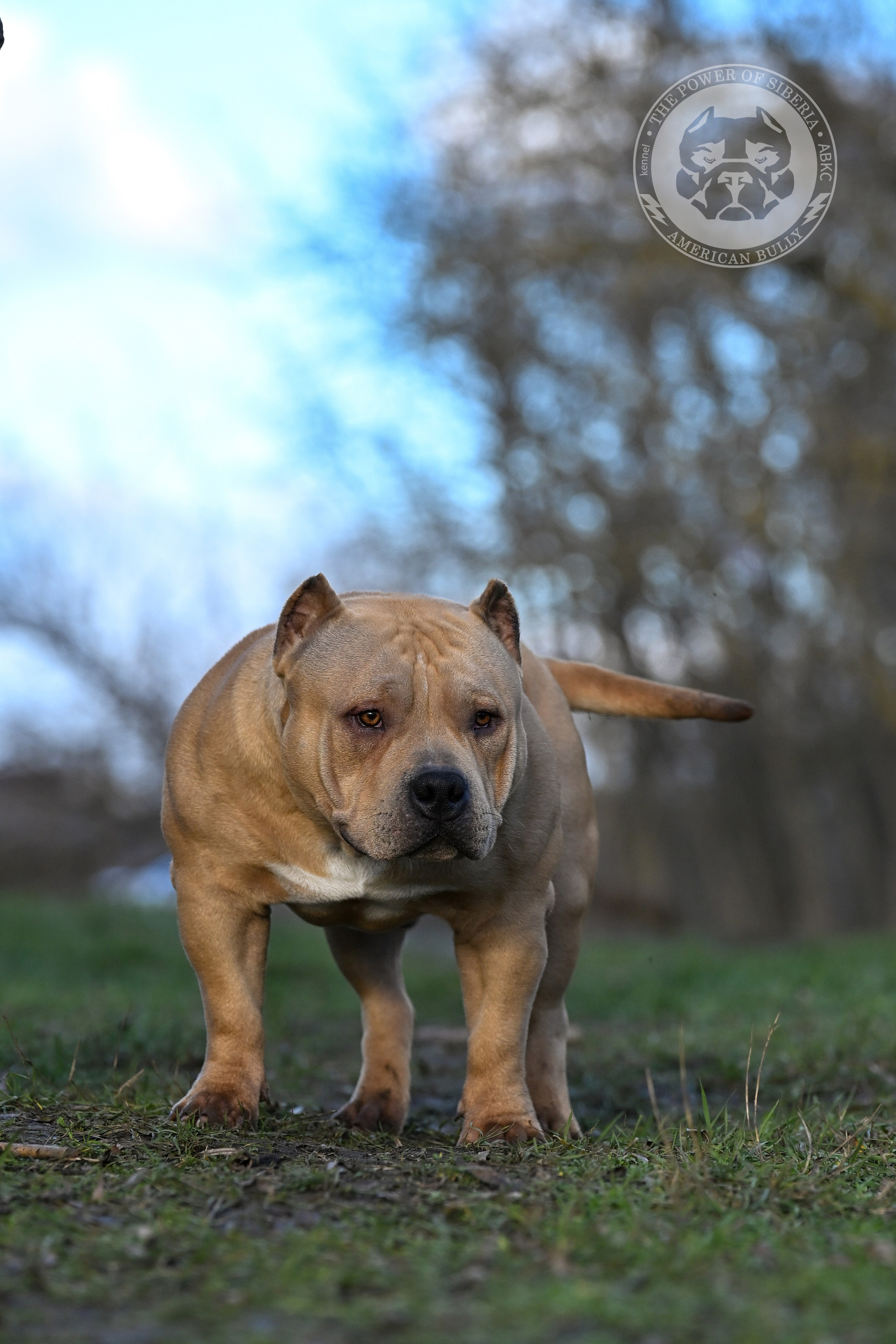 FORTIS FORTUNA VALIDI ZEVS. Американский Булли в г. Ростов-на-Дону. Питомник THE POWER OF SIBERIA
