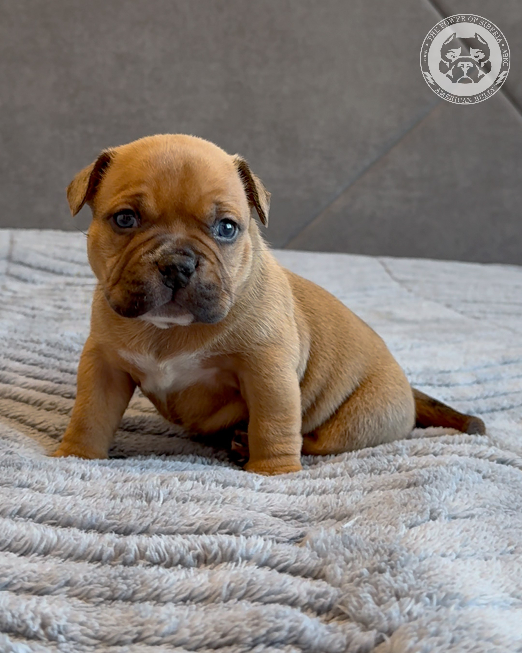 Свободные щенки Американский Булли, в типах покет, классик, стандарт. Американский Булли в г. Ростов-на-Дону. Питомник THE POWER OF SIBERIA