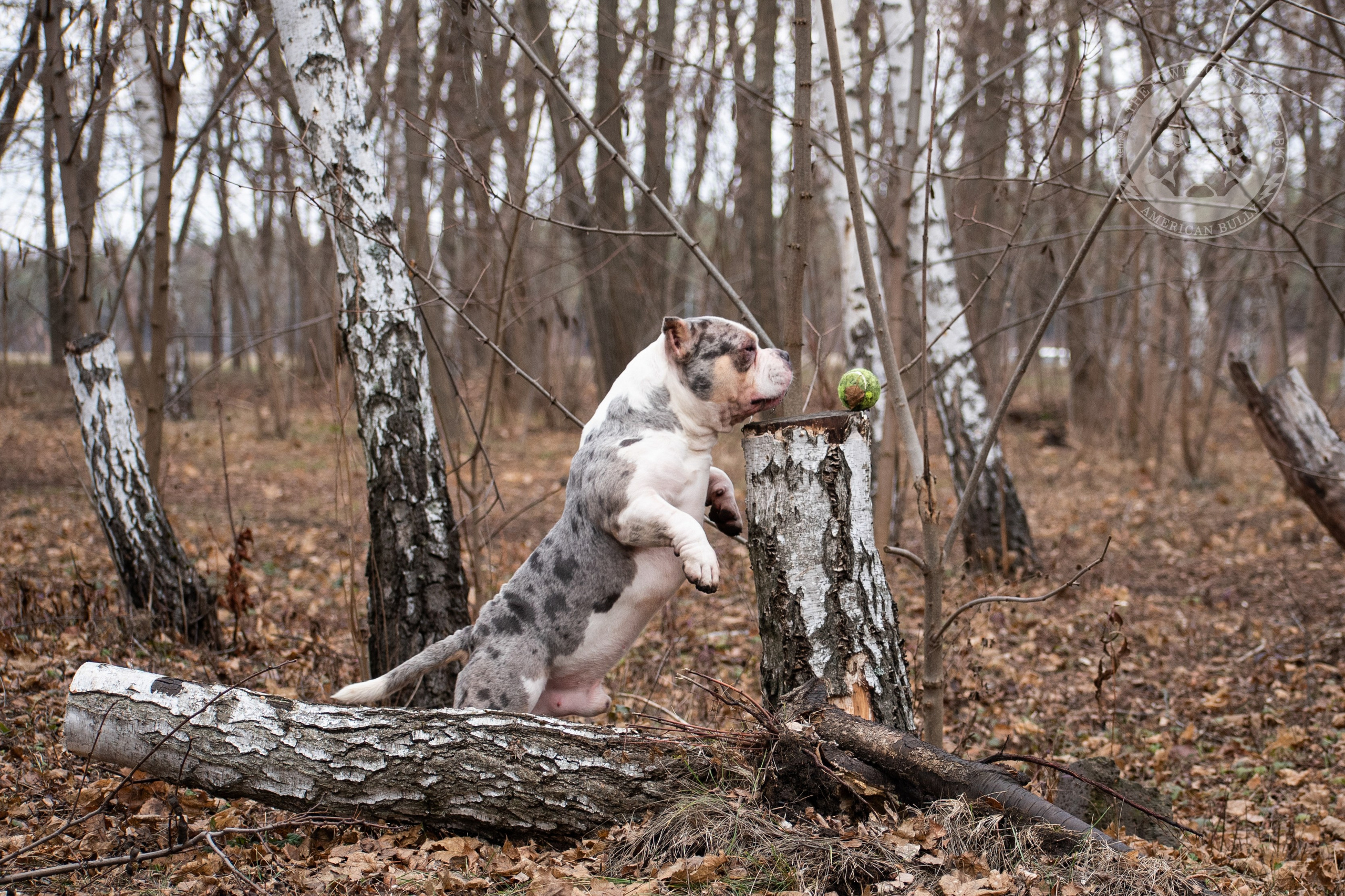 Январские фотографии Каспера (дубль). Американский Булли в г. Ростов-на-Дону. Питомник THE POWER OF SIBERIA