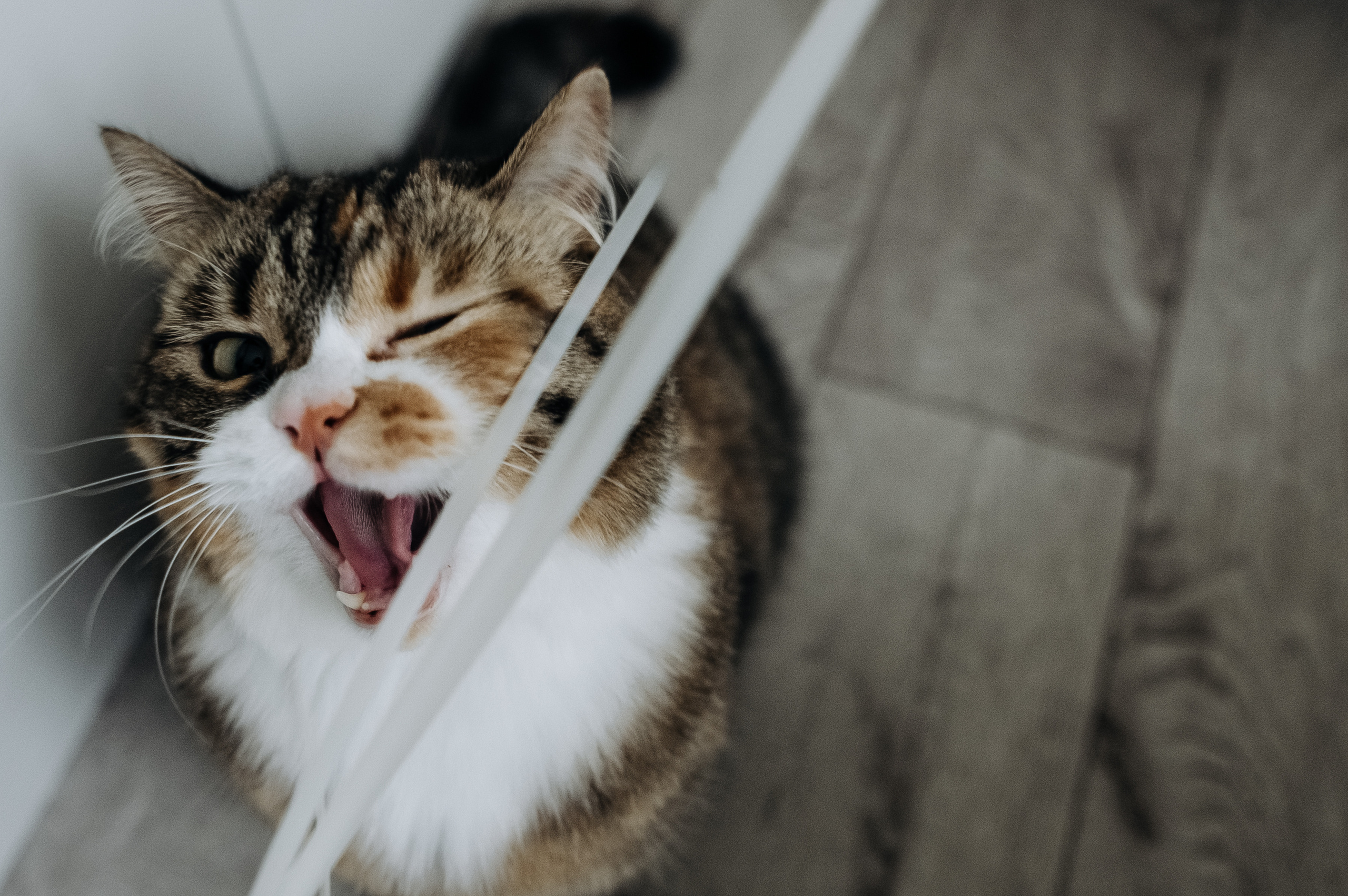 Катя Костя Кира