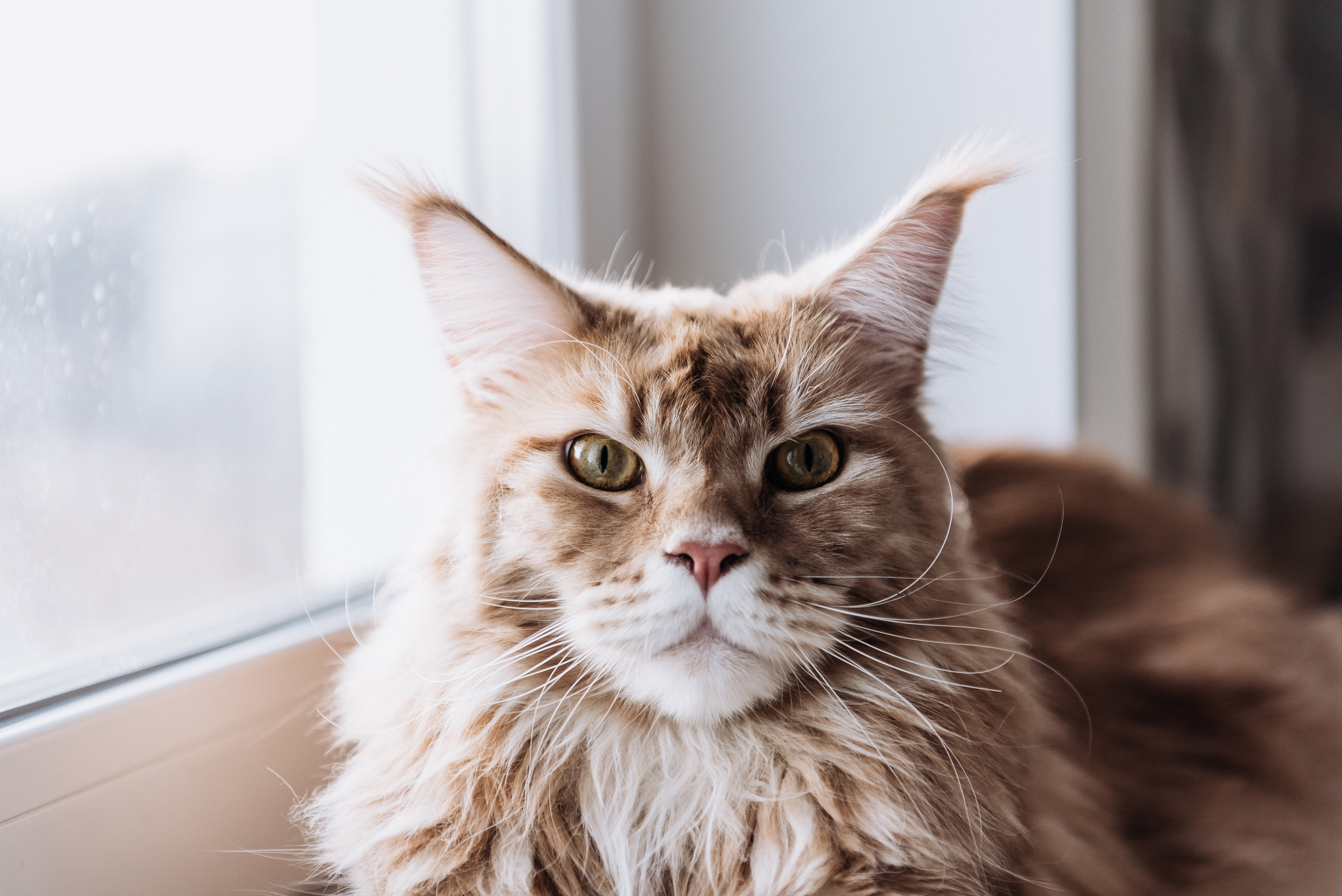 Анжела Дима и коты