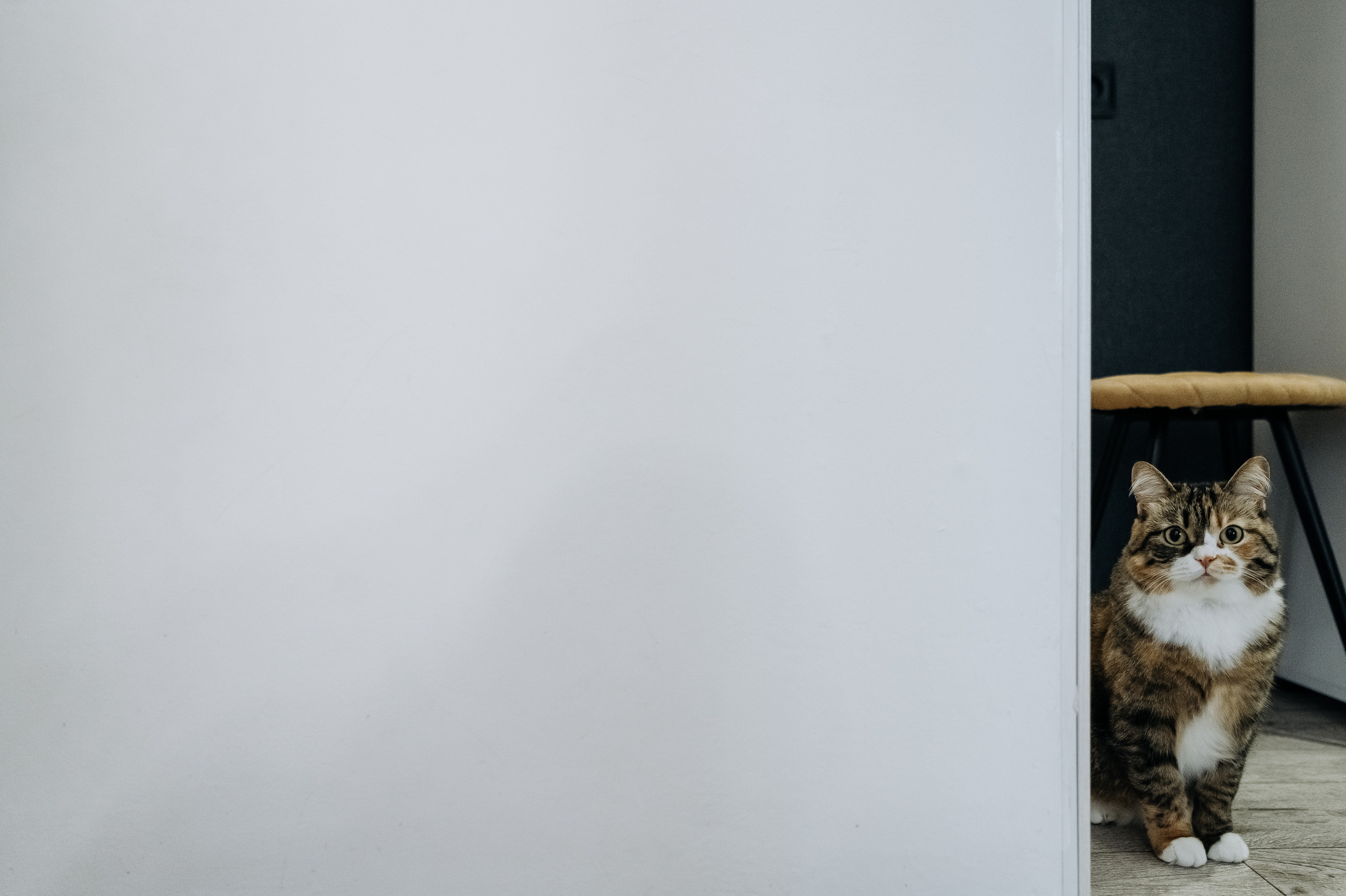 Катя Костя Кира