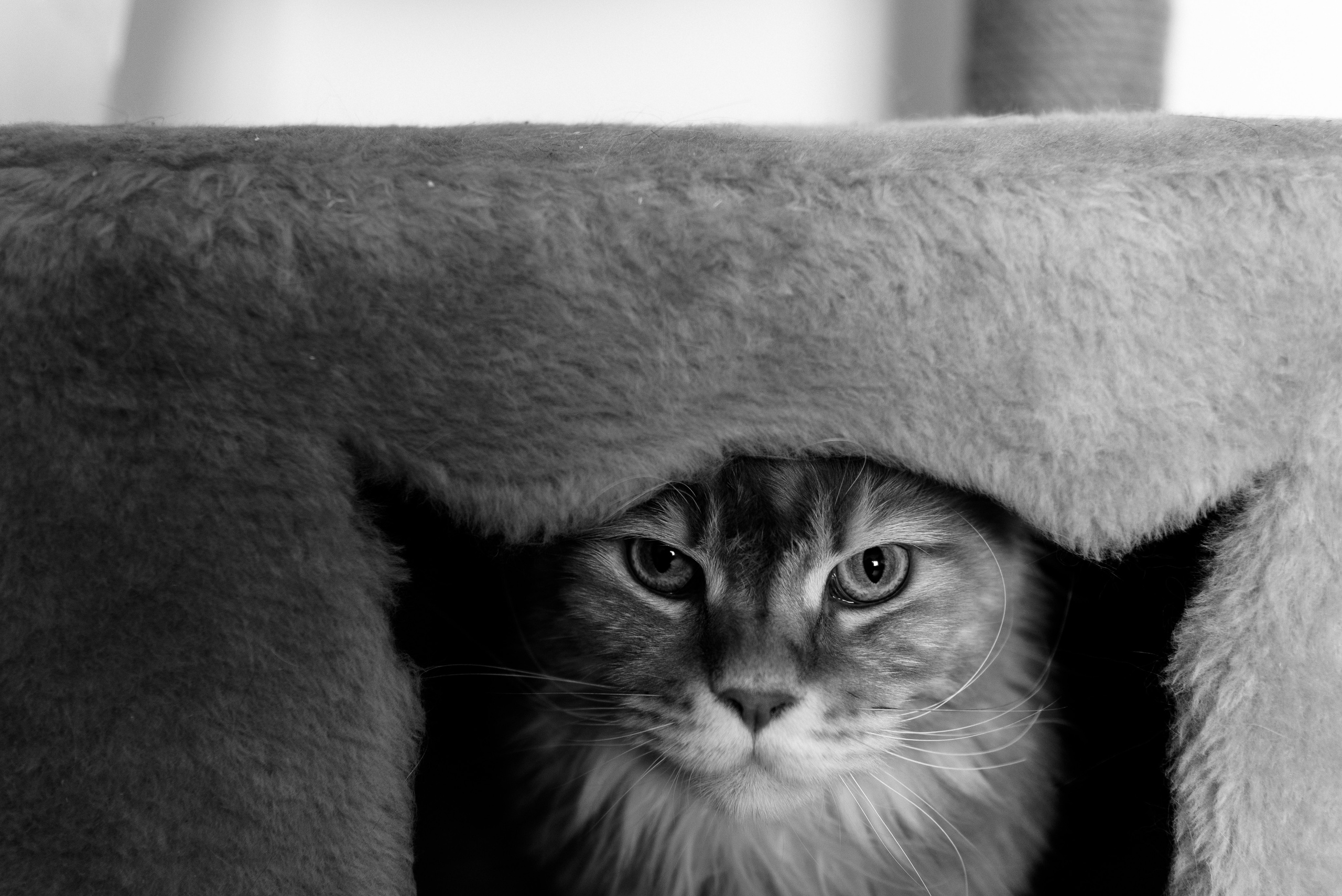 Анжела Дима и коты