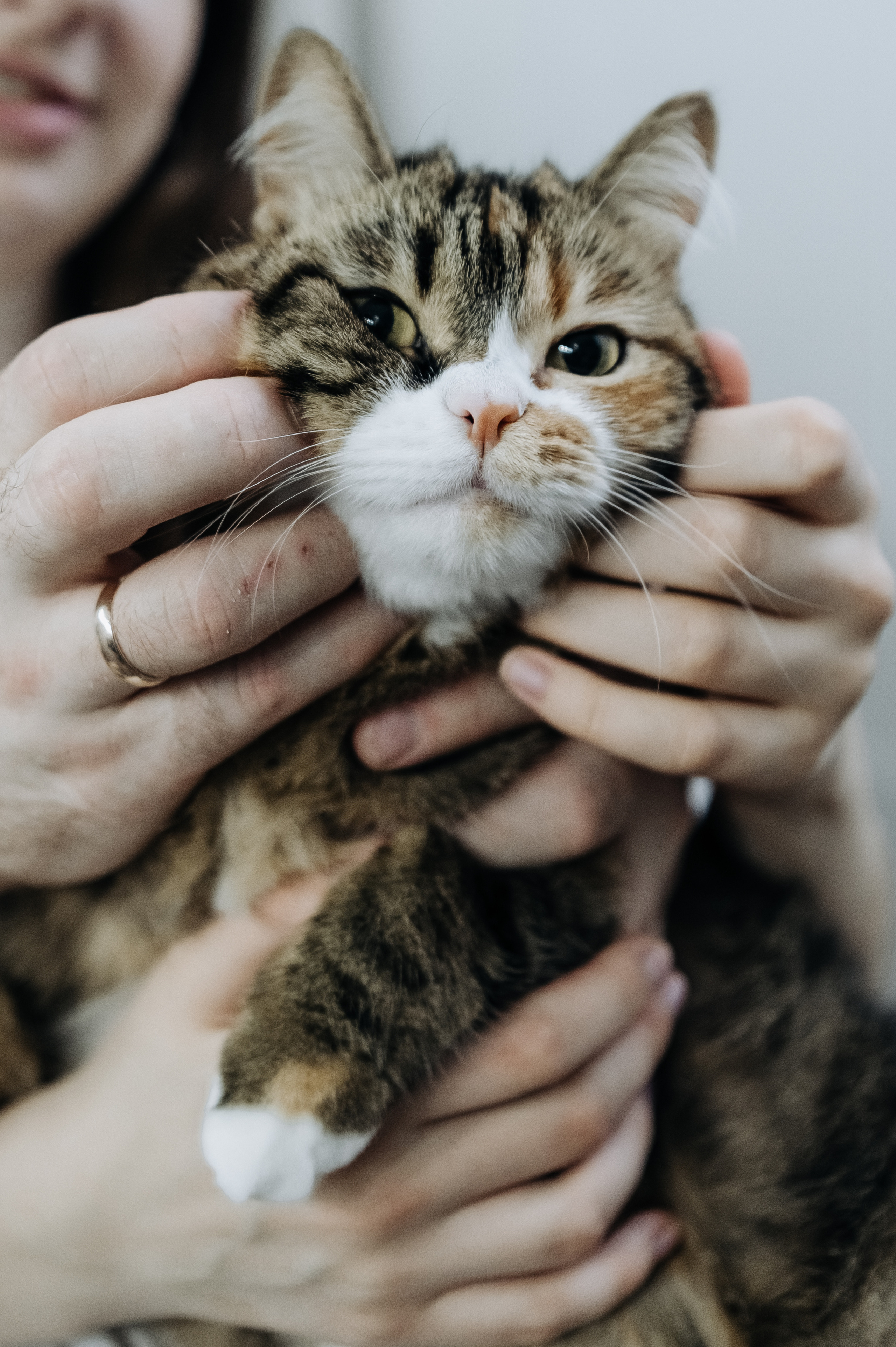 Катя Костя Кира