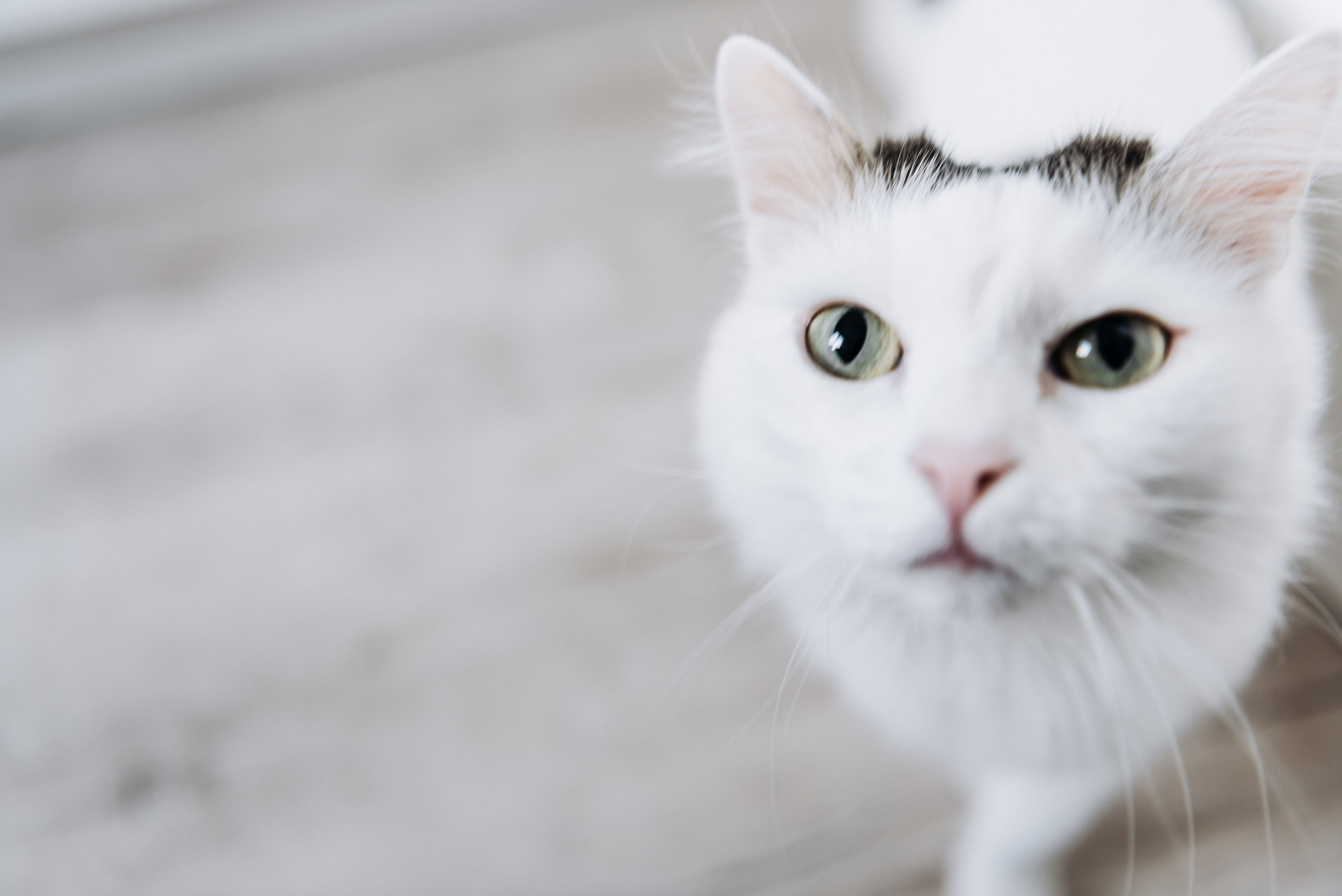 Анжела Дима и коты