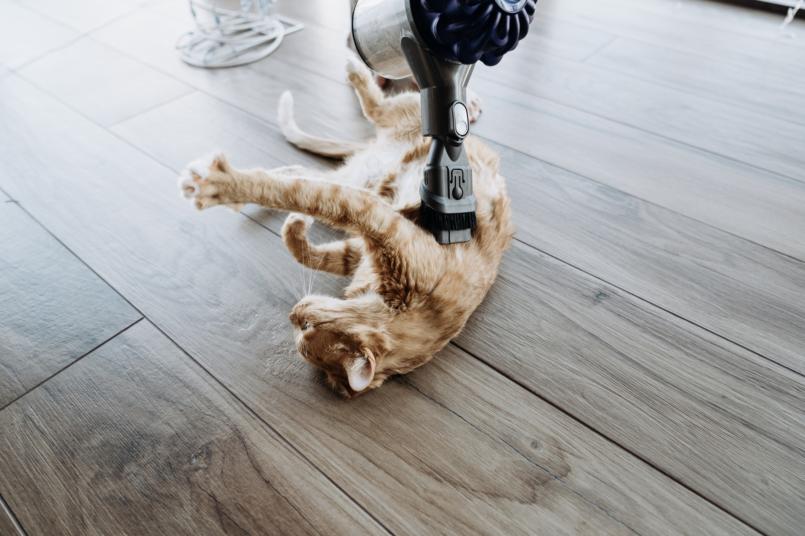 Настя, Денис, Мия