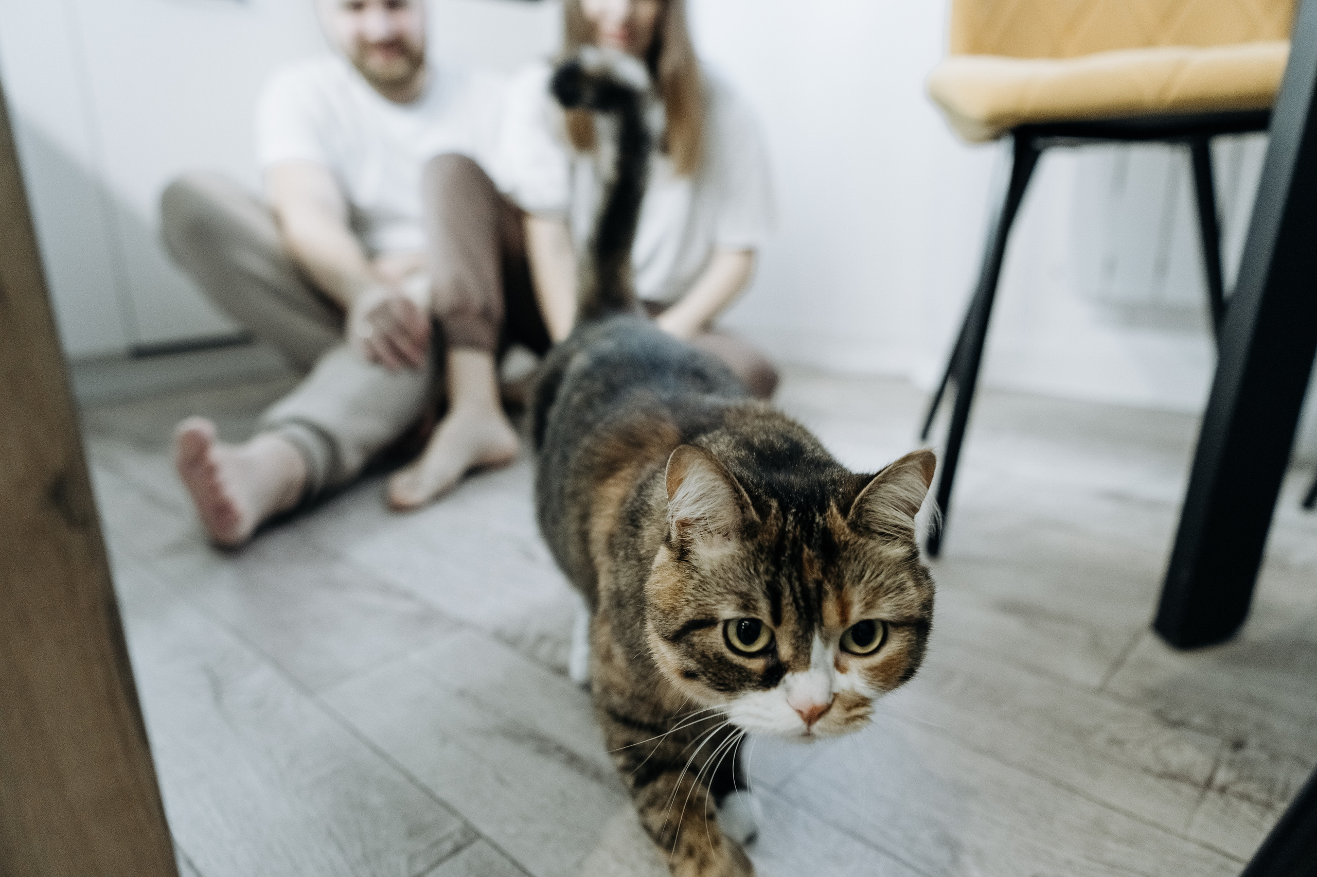 Катя Костя Кира