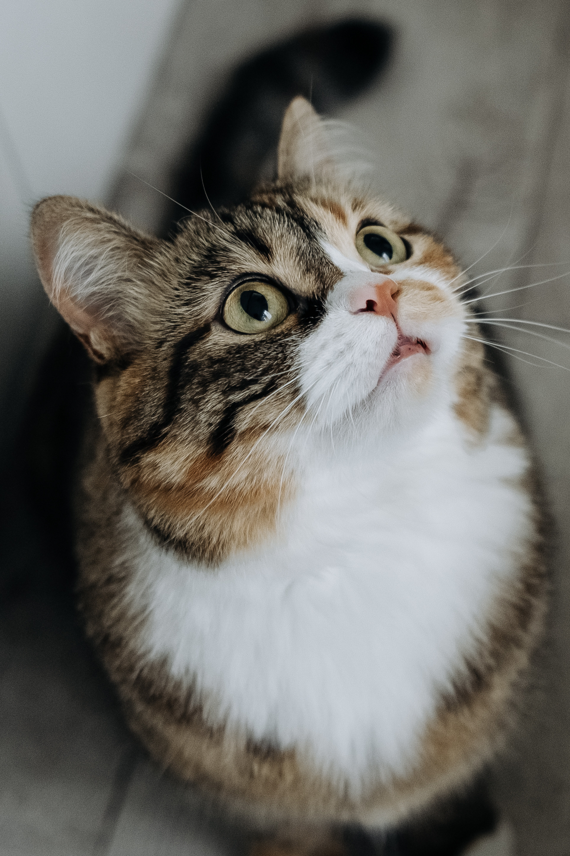 Катя Костя Кира