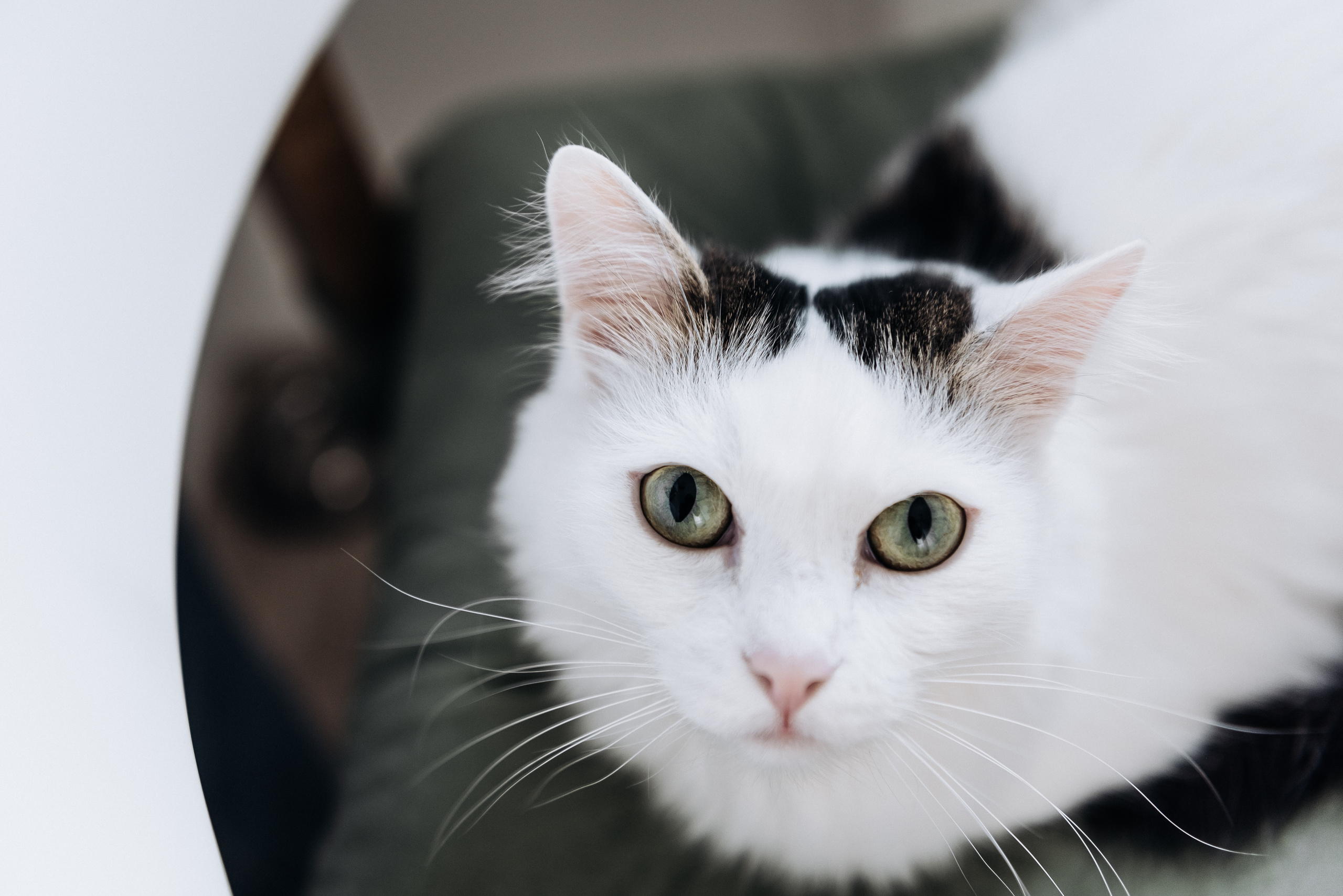 Анжела Дима и коты