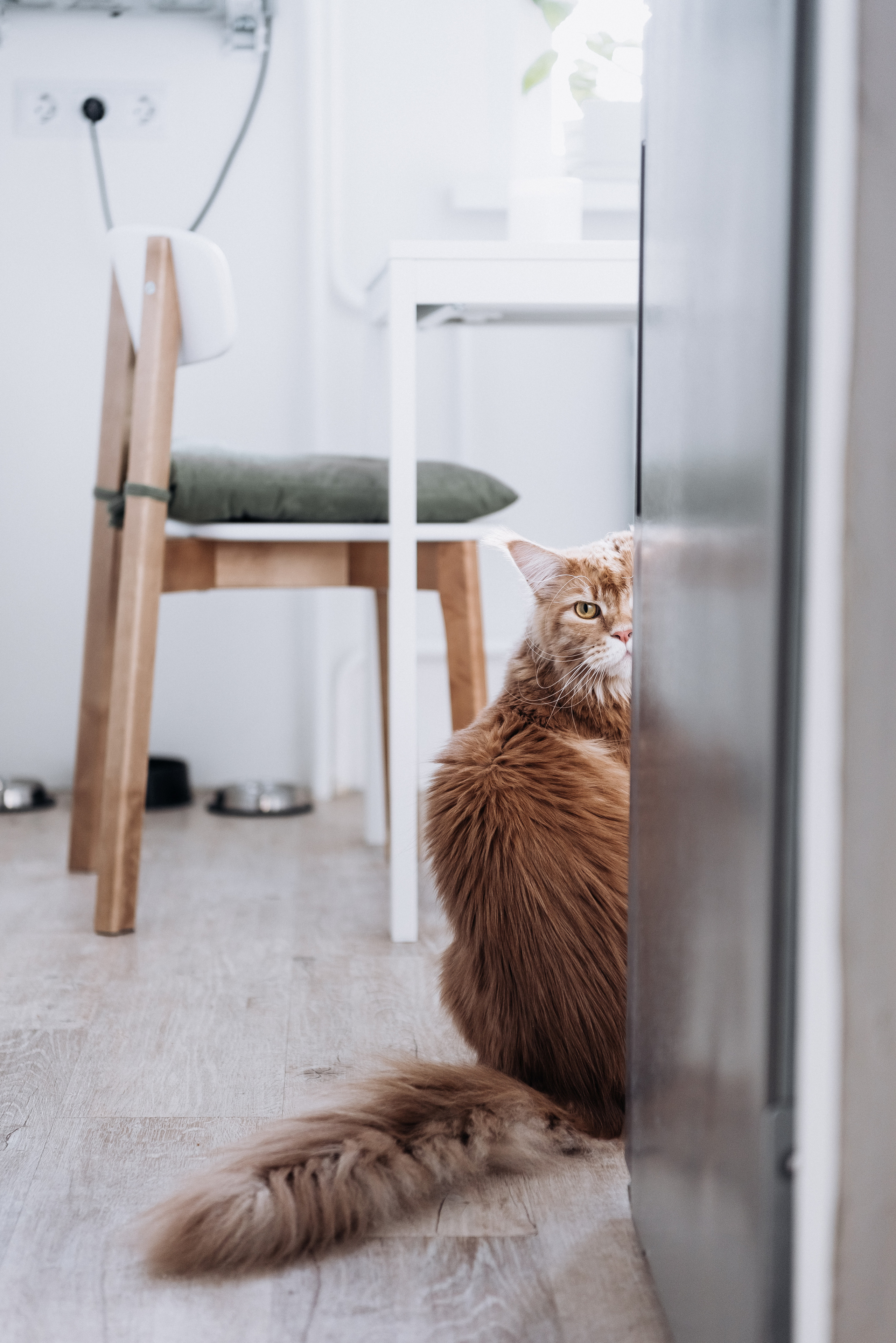 Анжела Дима и коты