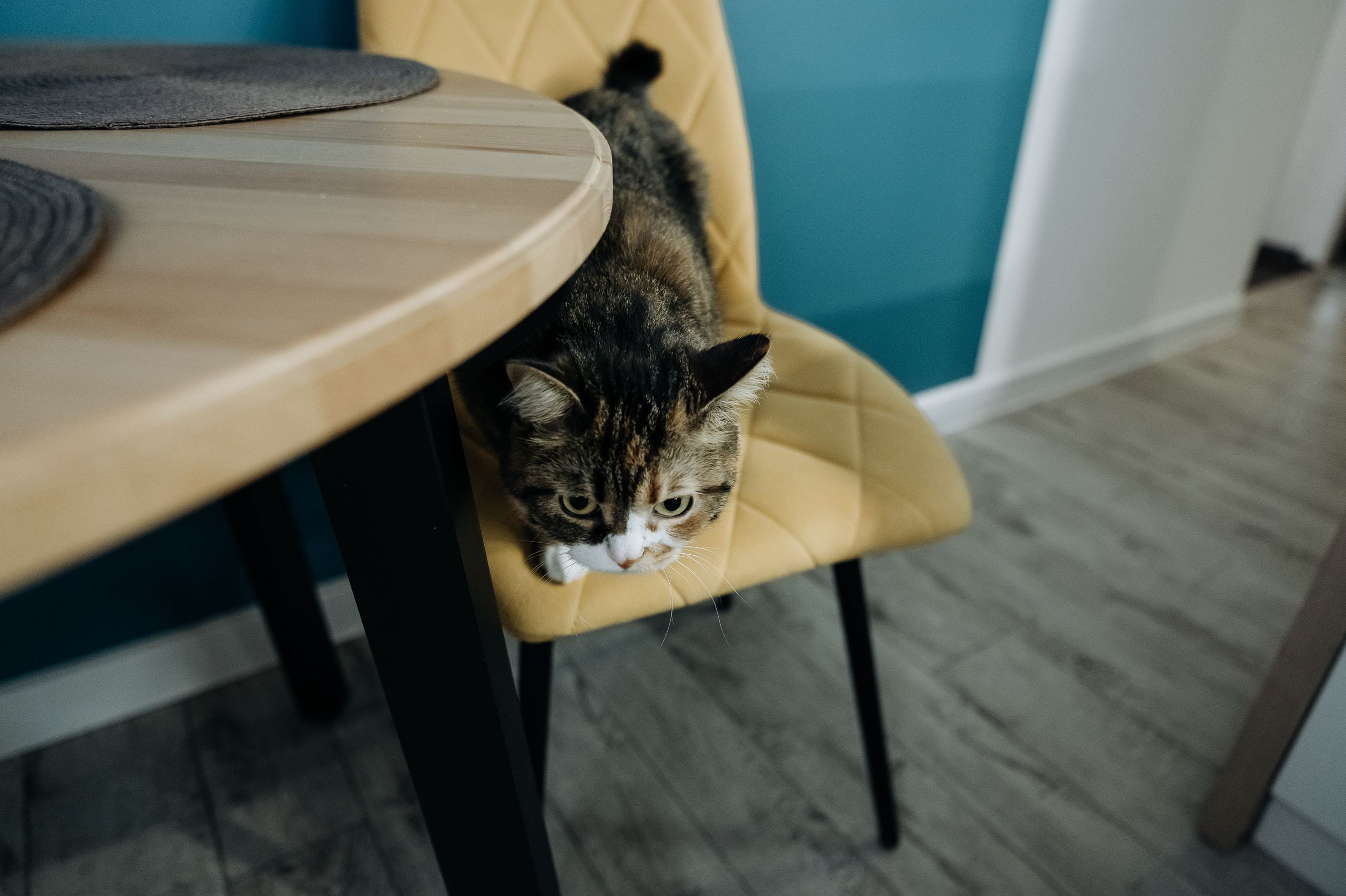 Катя Костя Кира