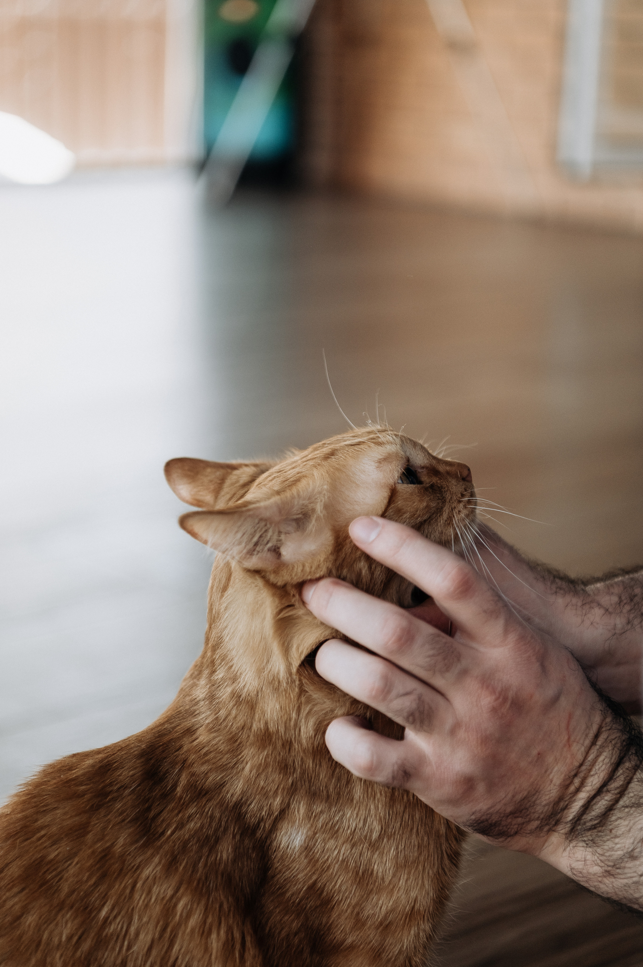 Настя, Денис, Мия