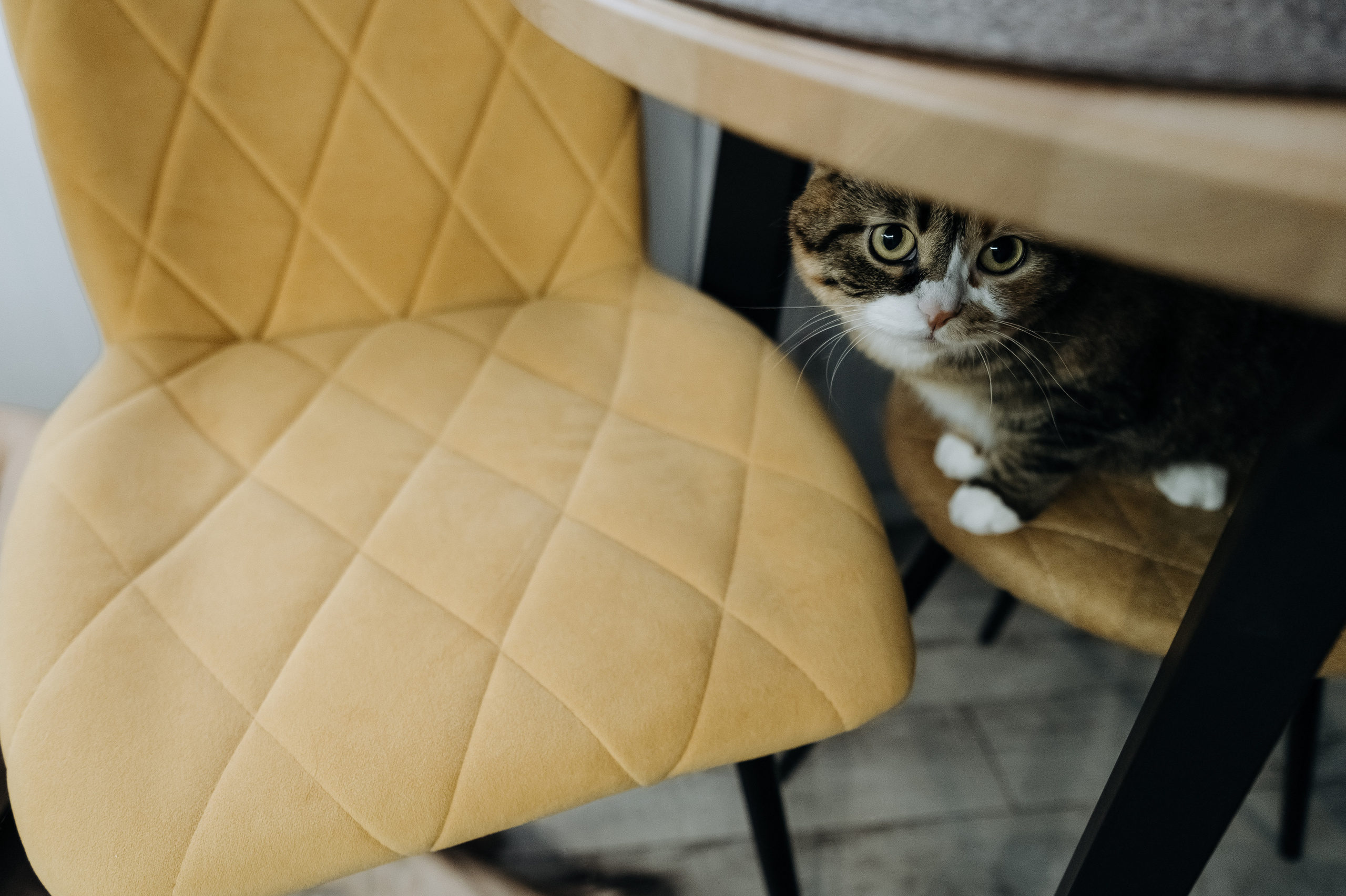 Катя Костя Кира