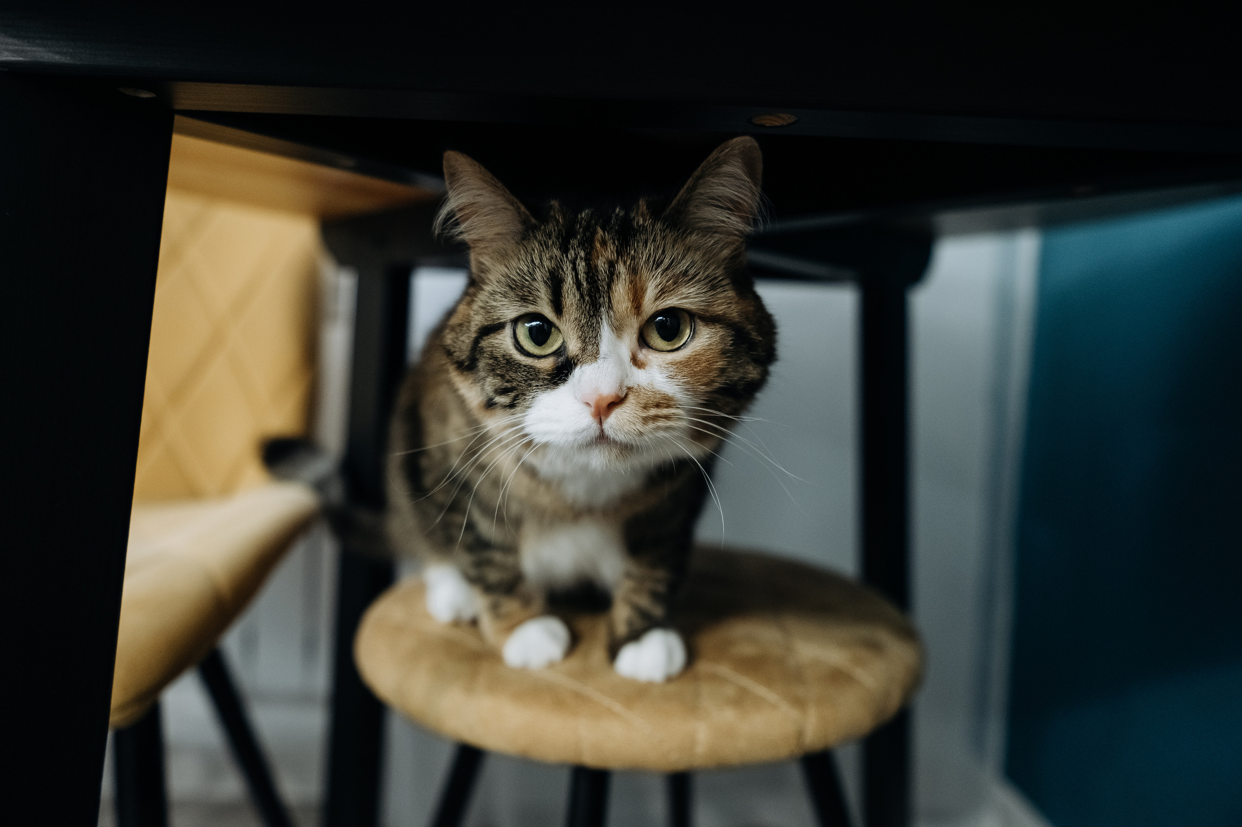 Катя Костя Кира