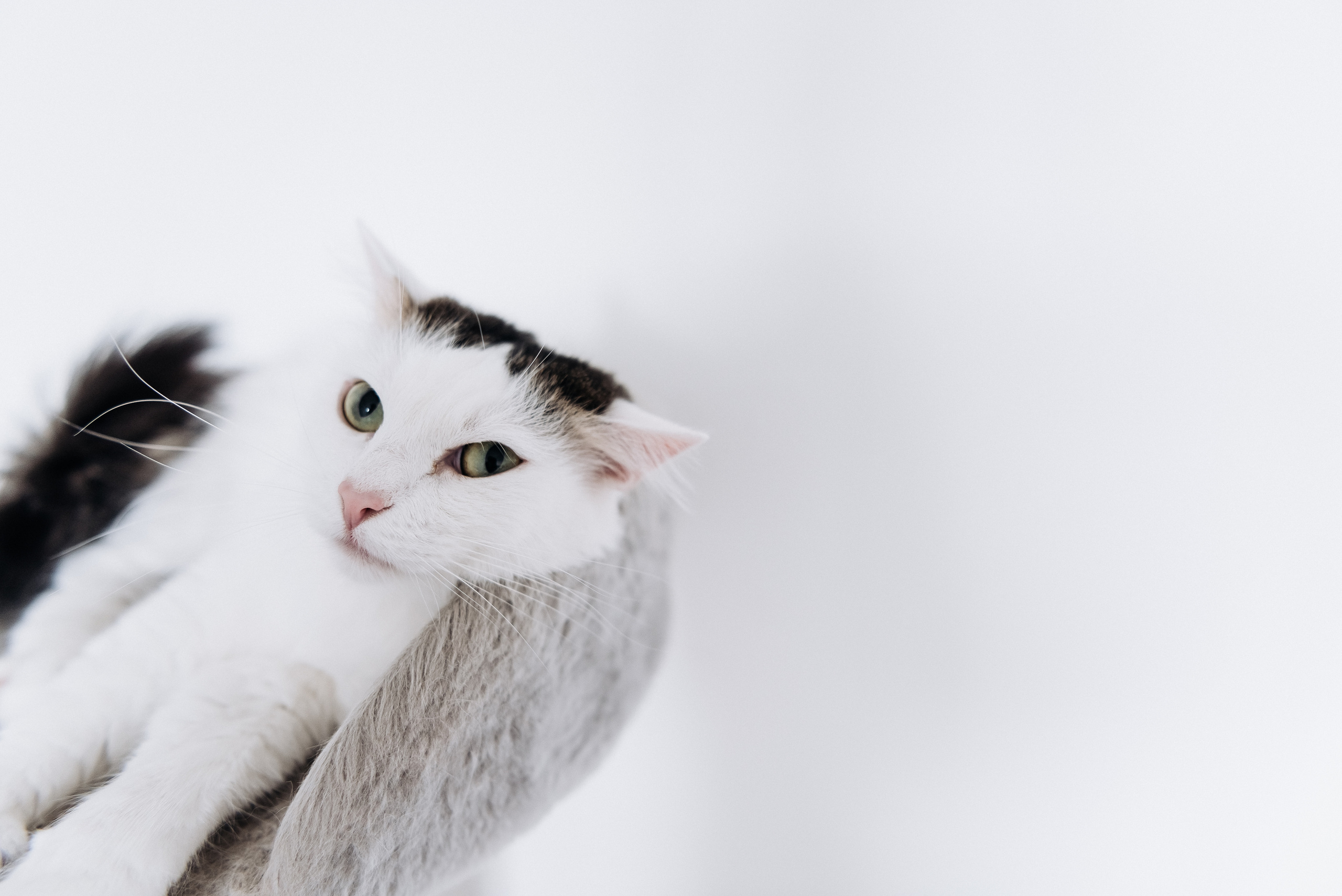 Анжела Дима и коты