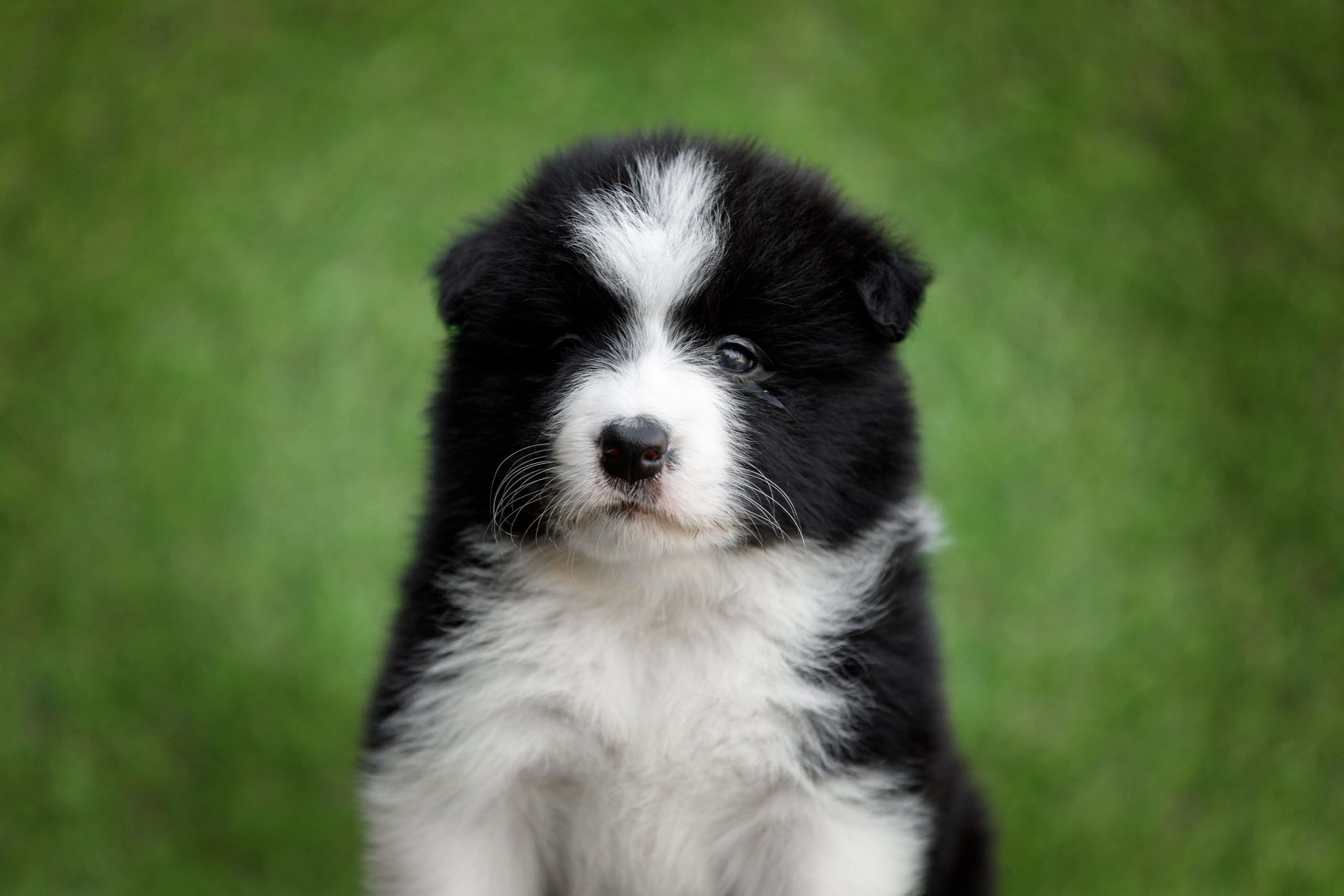 Смешарики. О нас