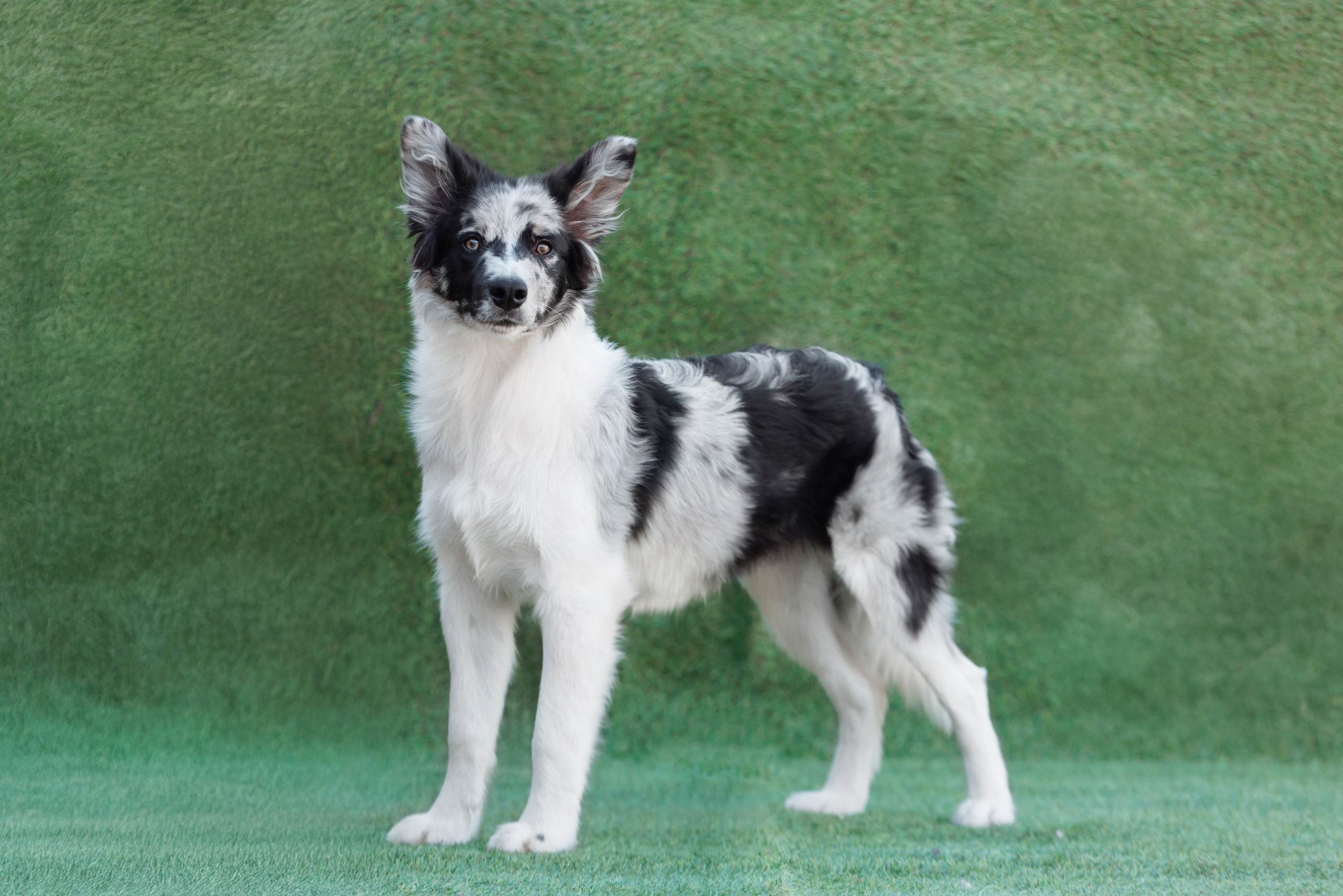 У дома с большой компанией от мала до велика. О нас