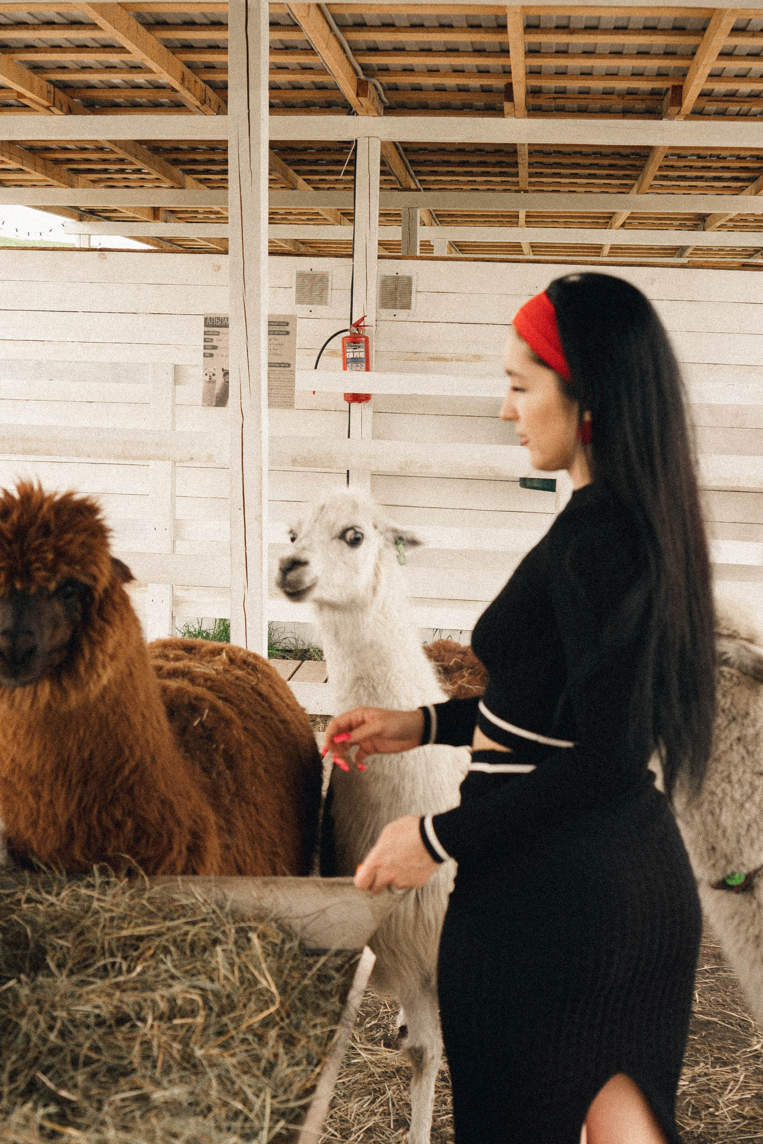Ферма Альпак. Профессиональный фотограф, Санкт-Петербург — Виктория Богомолова