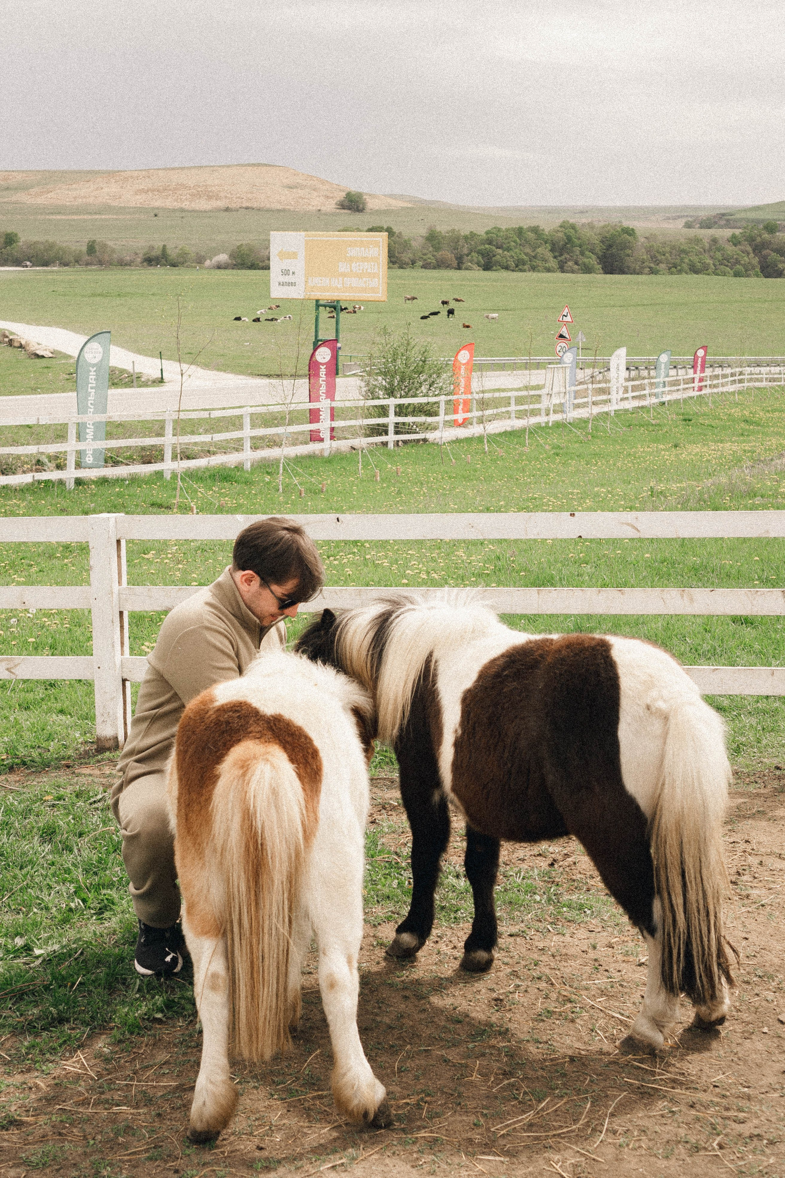 Ферма Альпак. Профессиональный фотограф, Санкт-Петербург — Виктория Богомолова