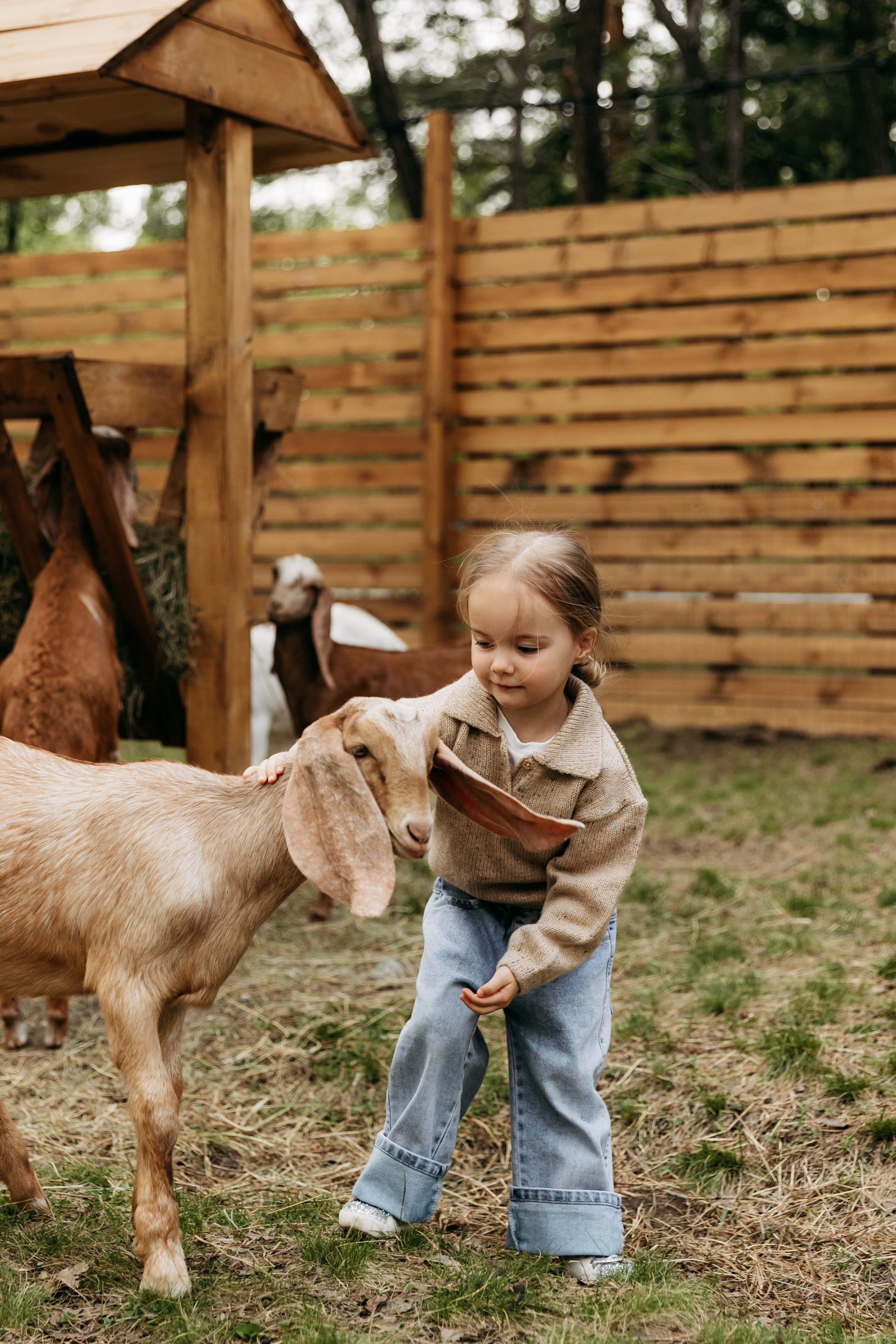 Привет, лама!. Главная