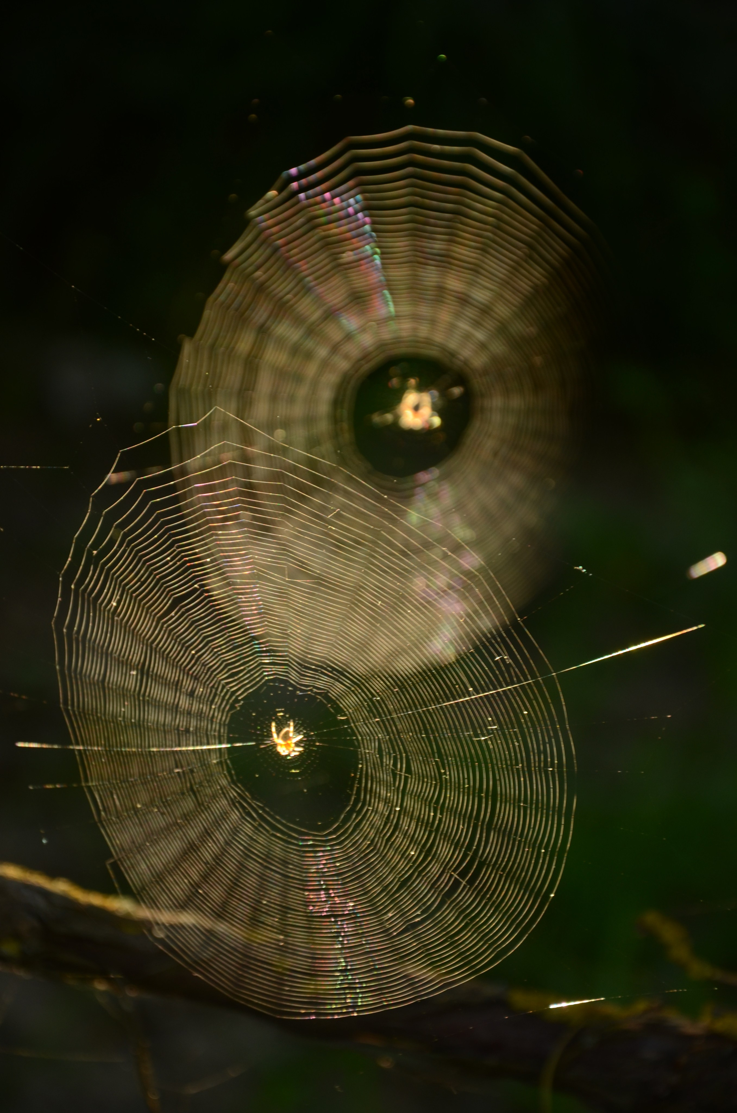 ФАКТУРКИ и ДЕТАЛЬКИ. Фотограф Татьяна Андриянова