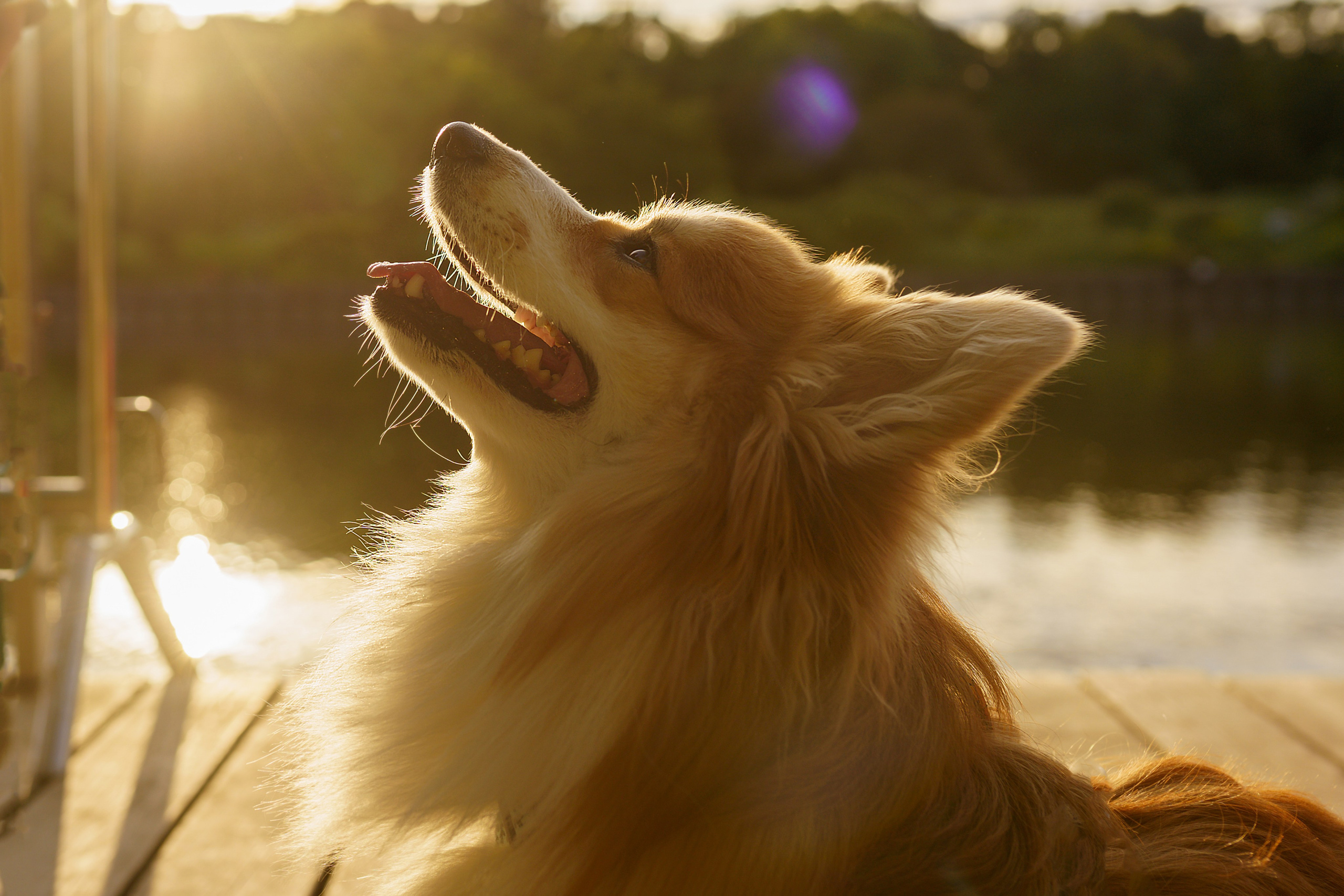 Катя, Арсений и Пух. Свадебный фотограф в Москве Анна Полушина