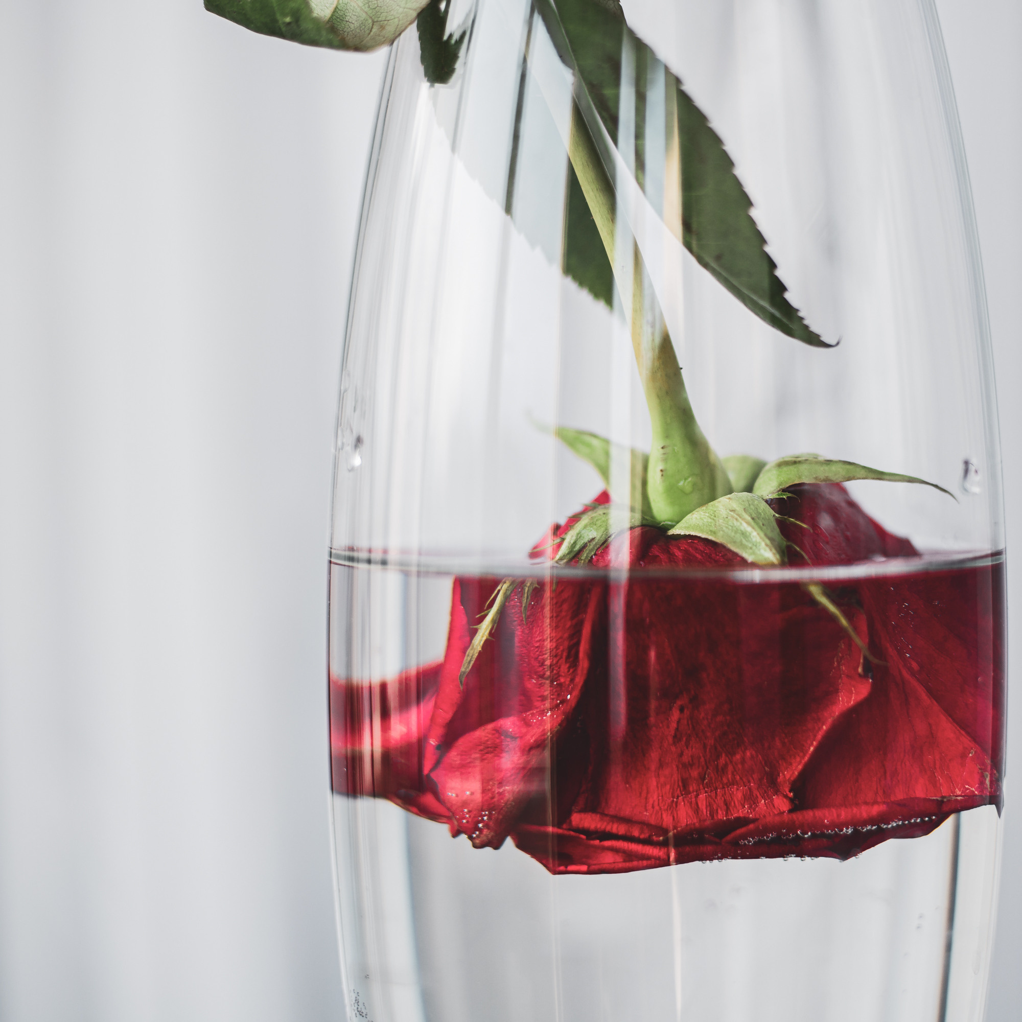 Фото цветов. Роза