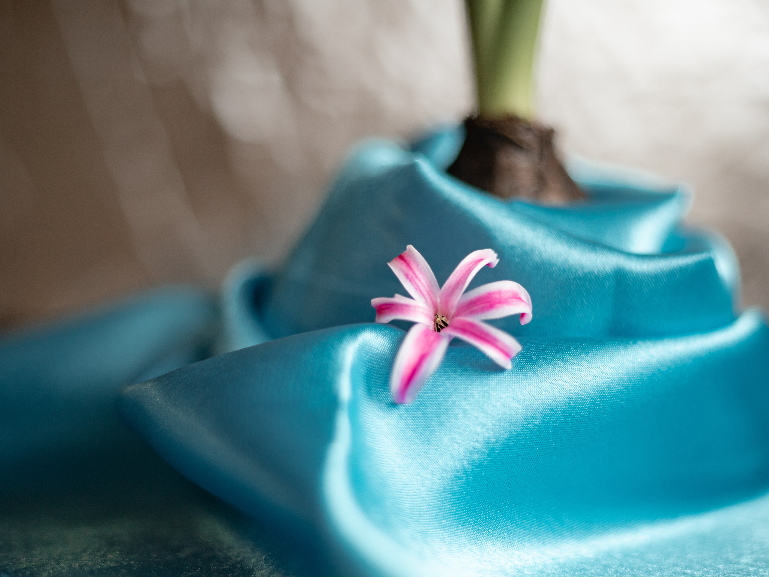 Фото цветов. Гиацинт