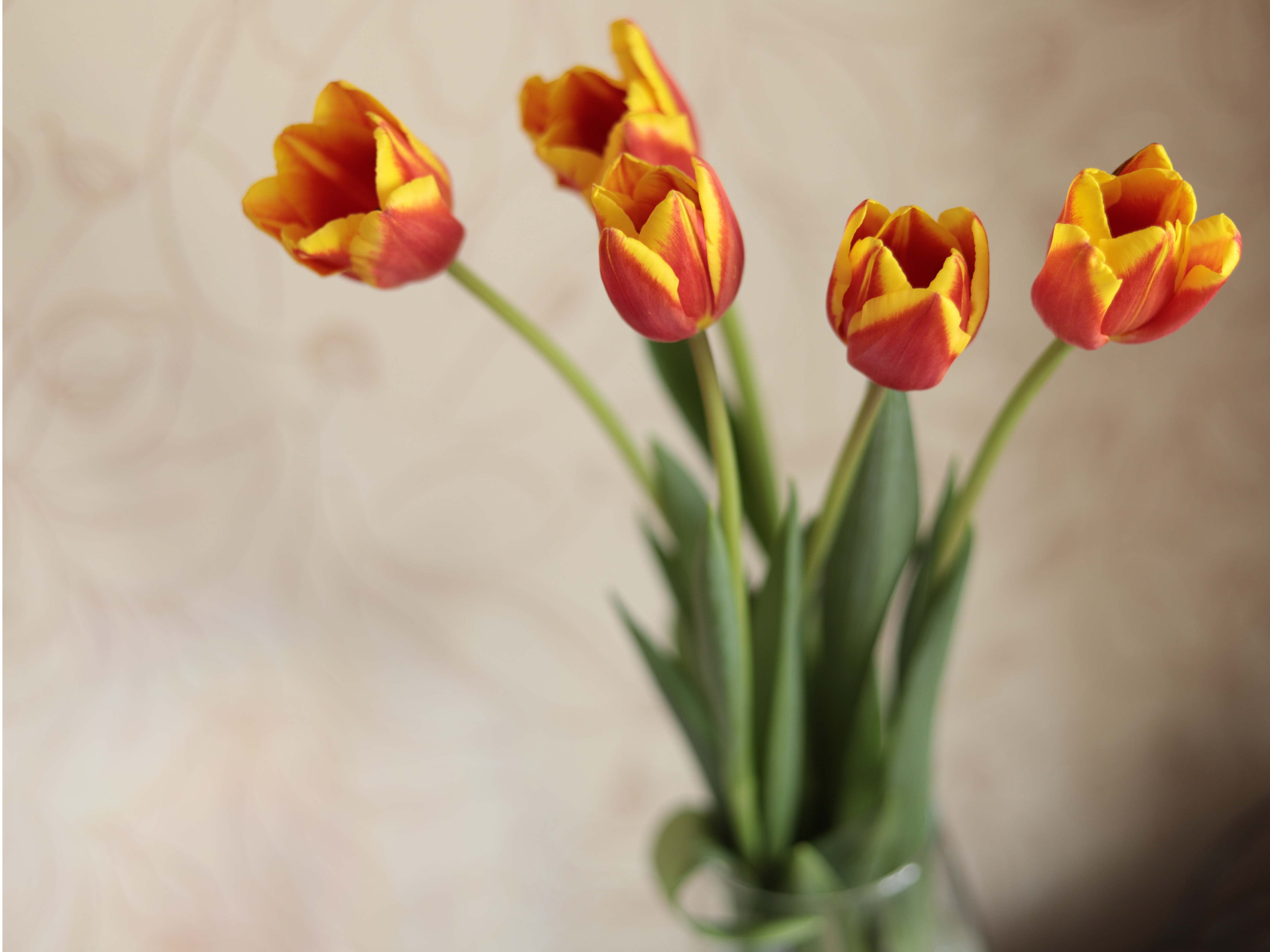 Фото цветов. Тюльпаны