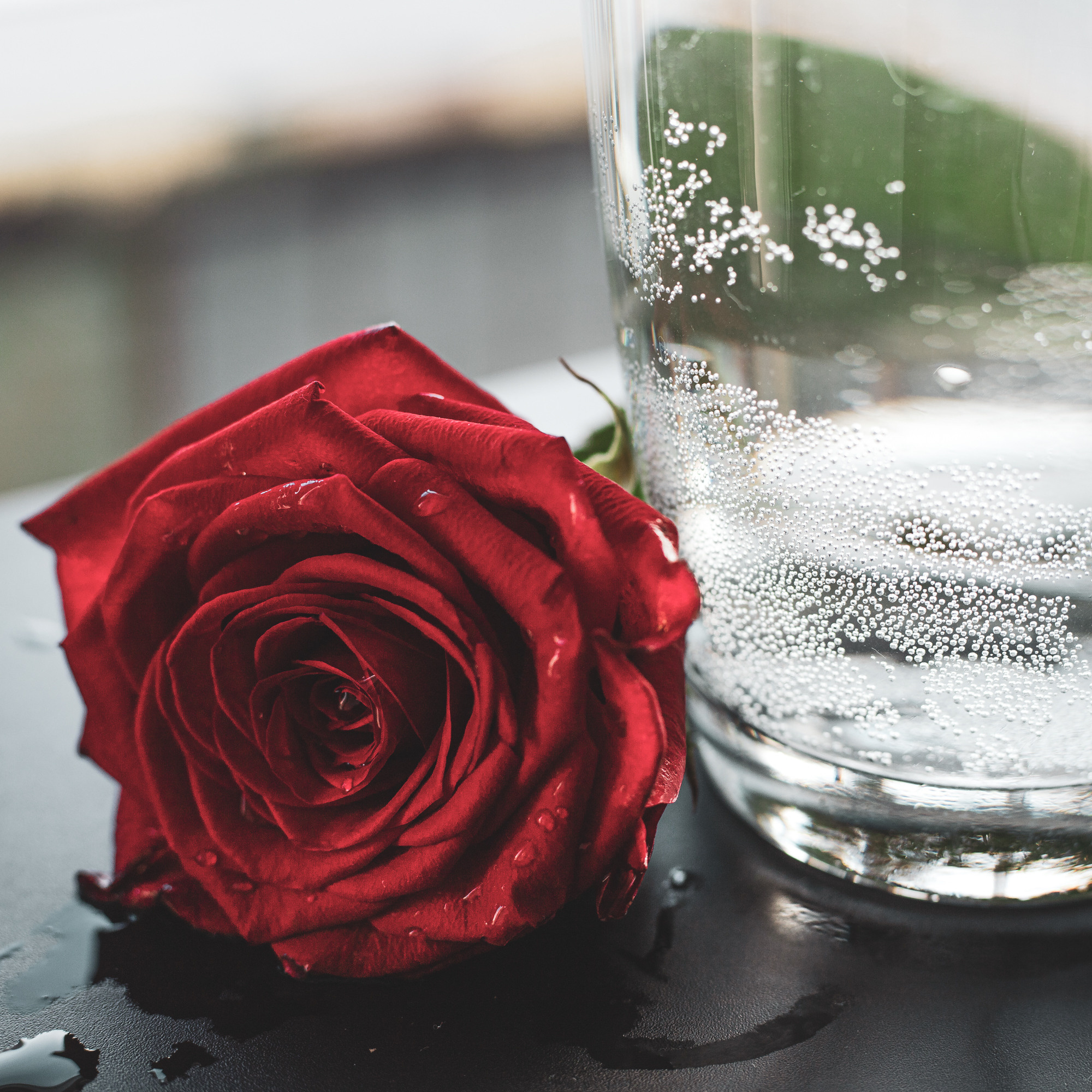 Фото цветов. Роза