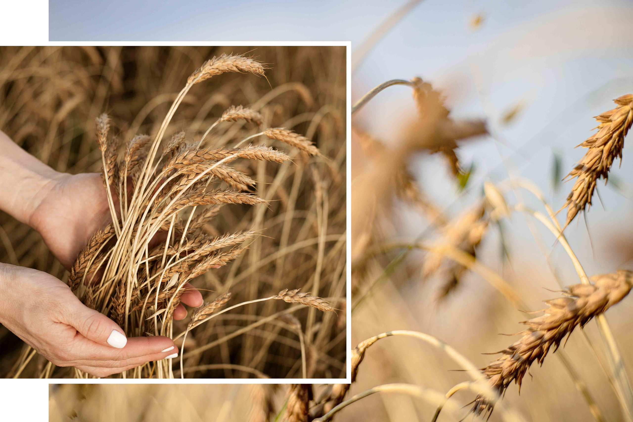 В поле. август 2020. Екатерина. Фотограф Пермь. Свадьбы. Семья и дети, школа, д. сад. Фотокниги