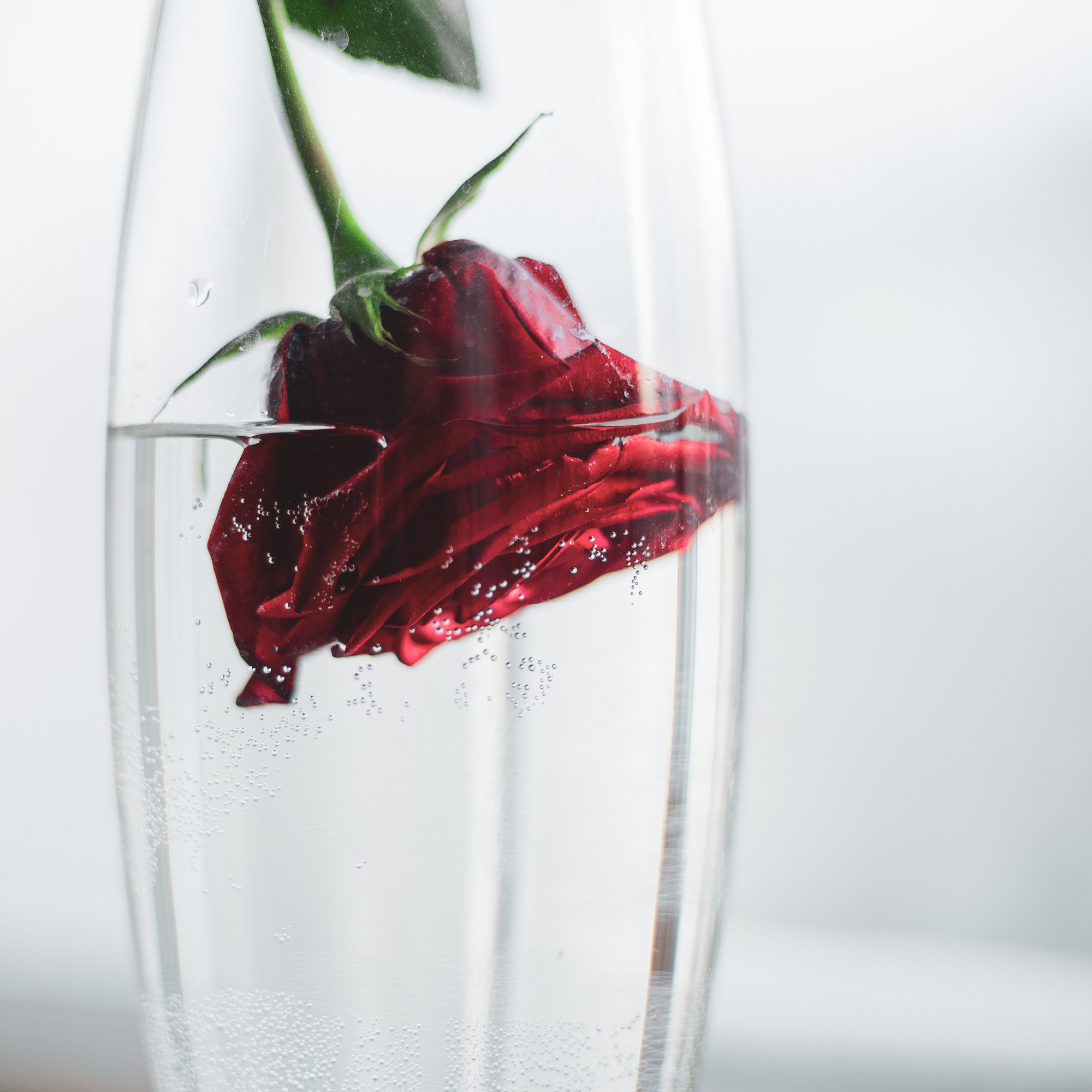 Фото цветов. Роза