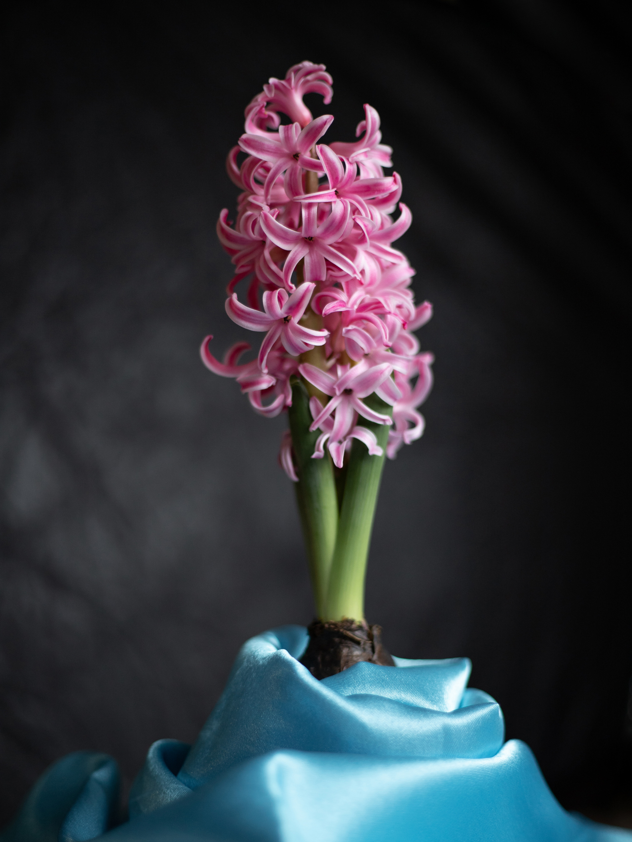 Фото цветов. Гиацинт