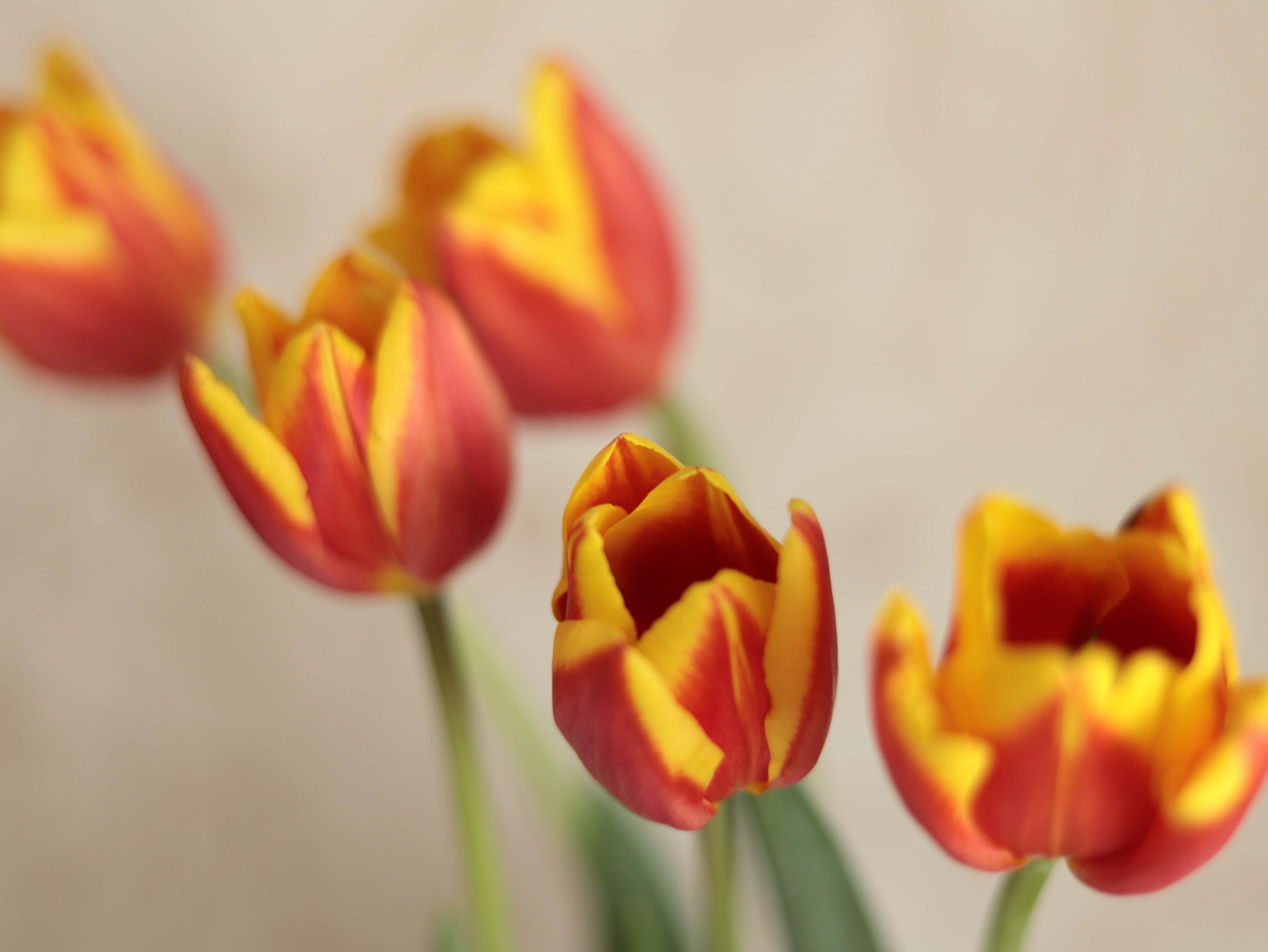 Фото цветов. Тюльпаны