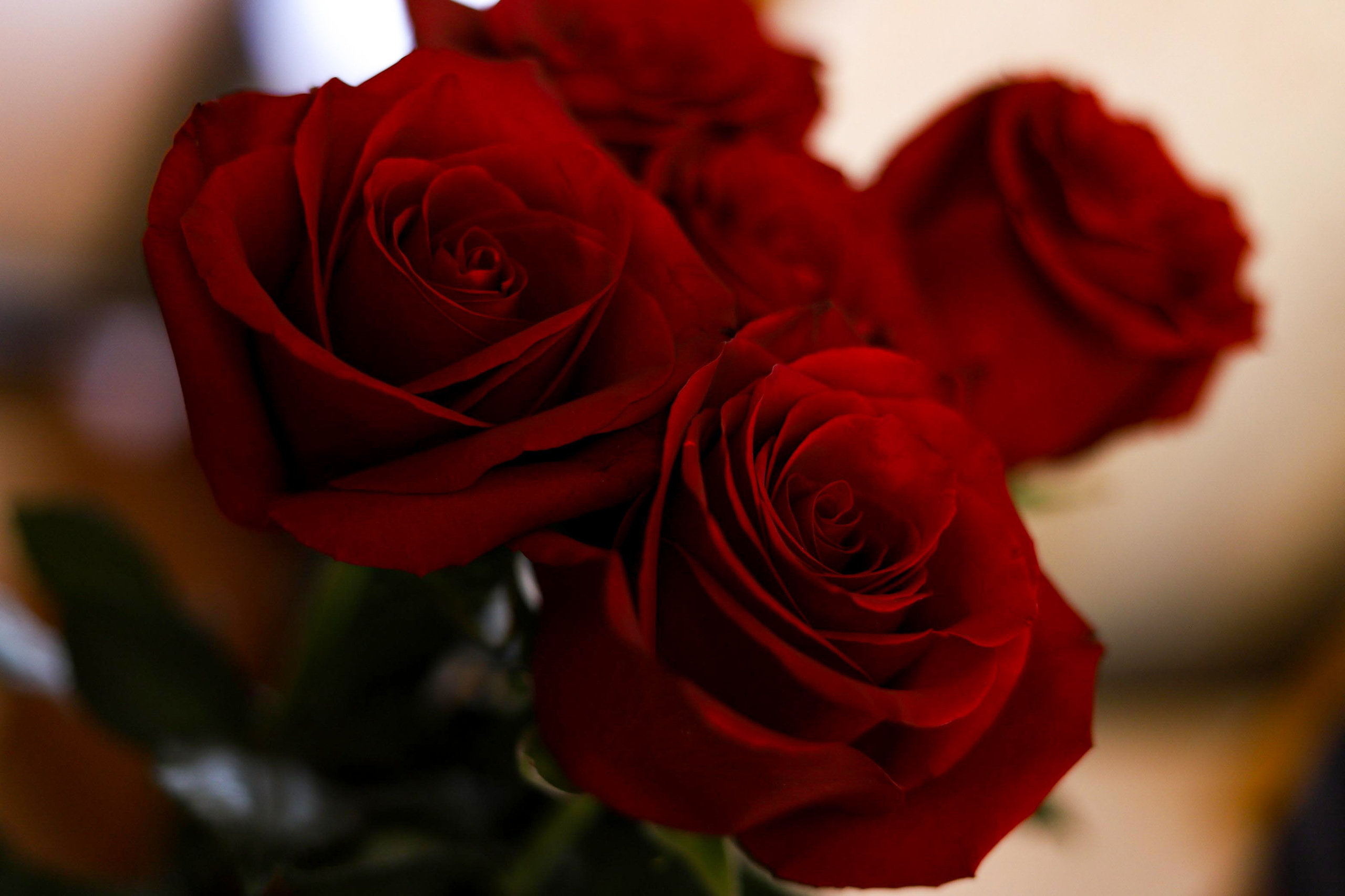 Фото цветов. Роза